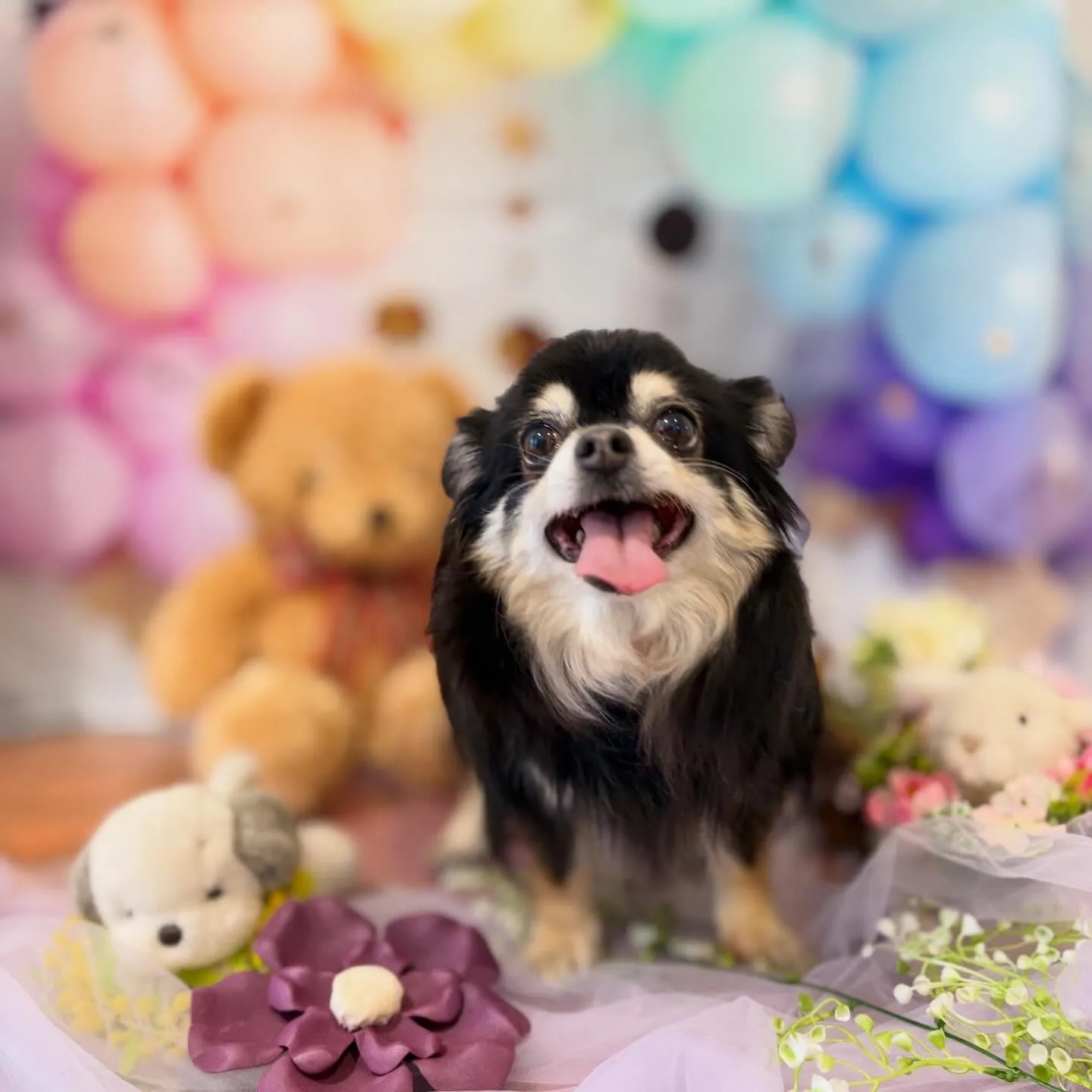 トリミングのセットメニューをご利用頂いたわんこたちです🐾