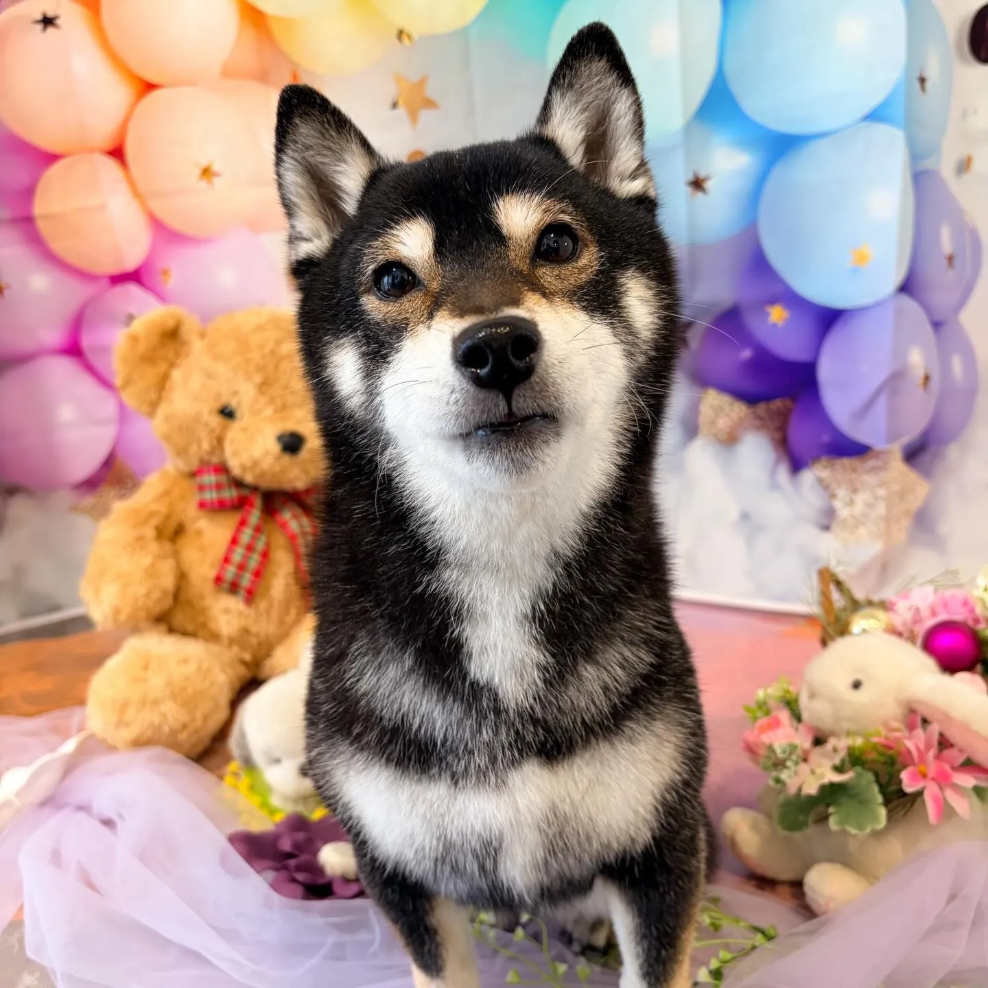 トリミングのセットメニューをご利用頂いたわんこたちです🐾