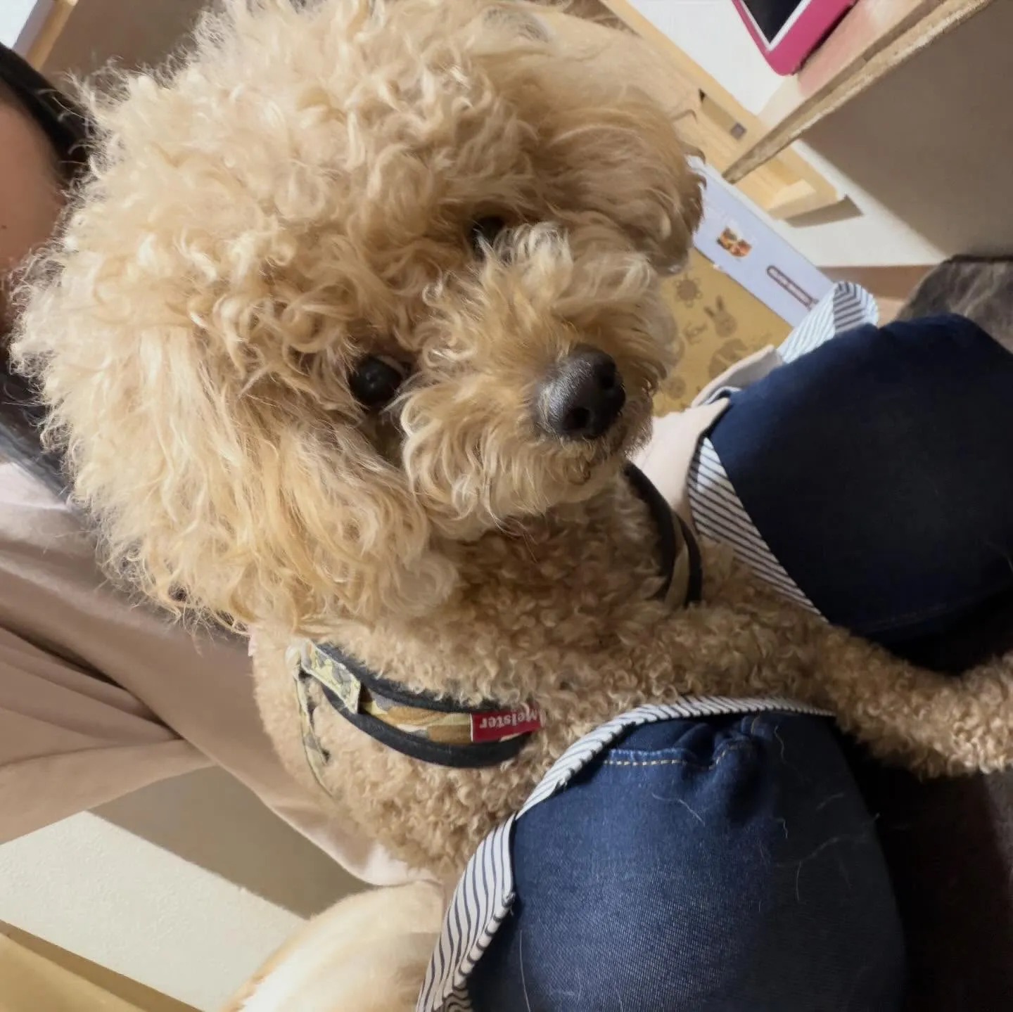 入会してくれたブンブンくんです✨