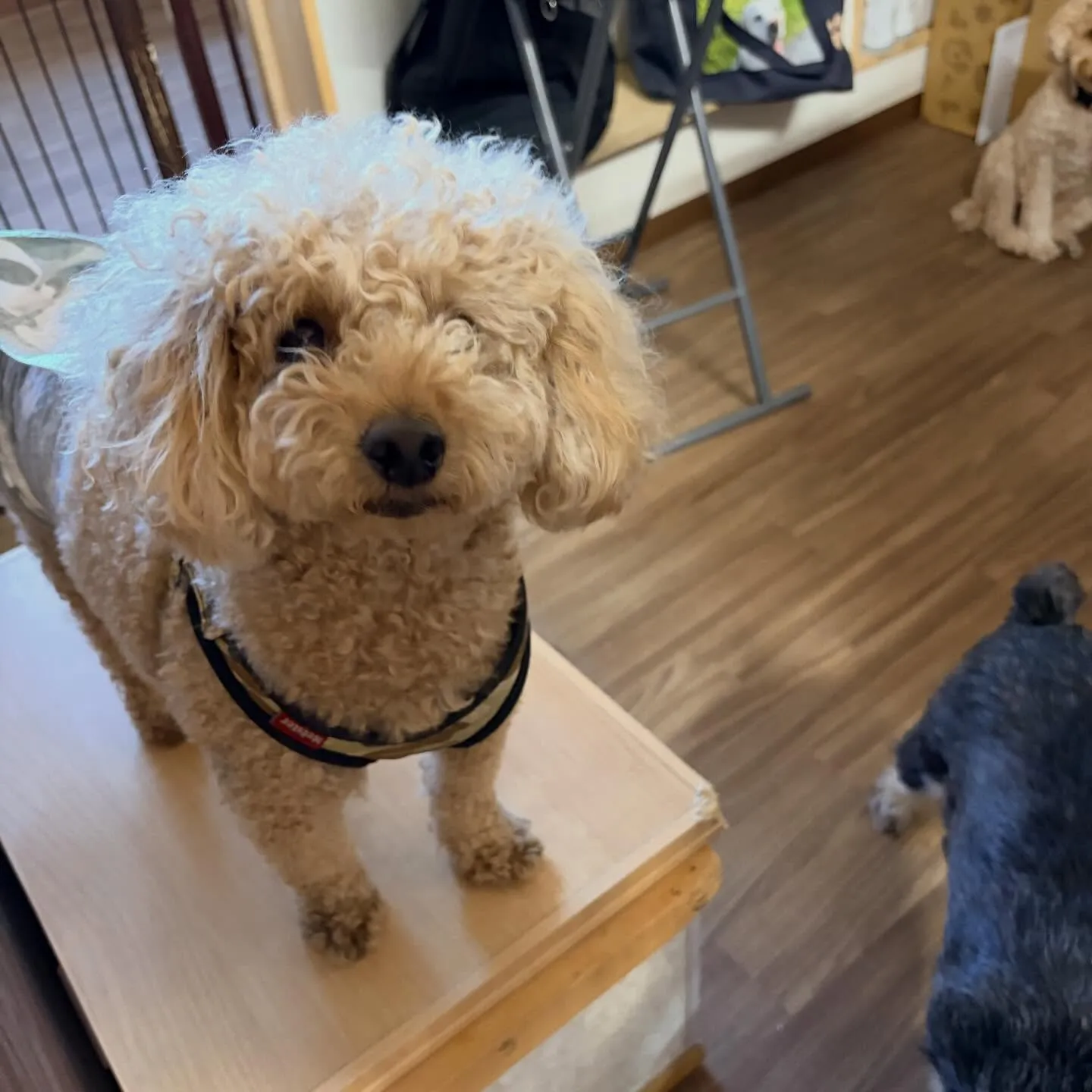 入会してくれたブンブンくんです✨