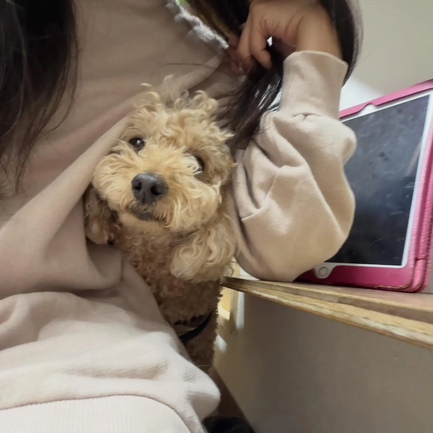 入会してくれたブンブンくんです✨