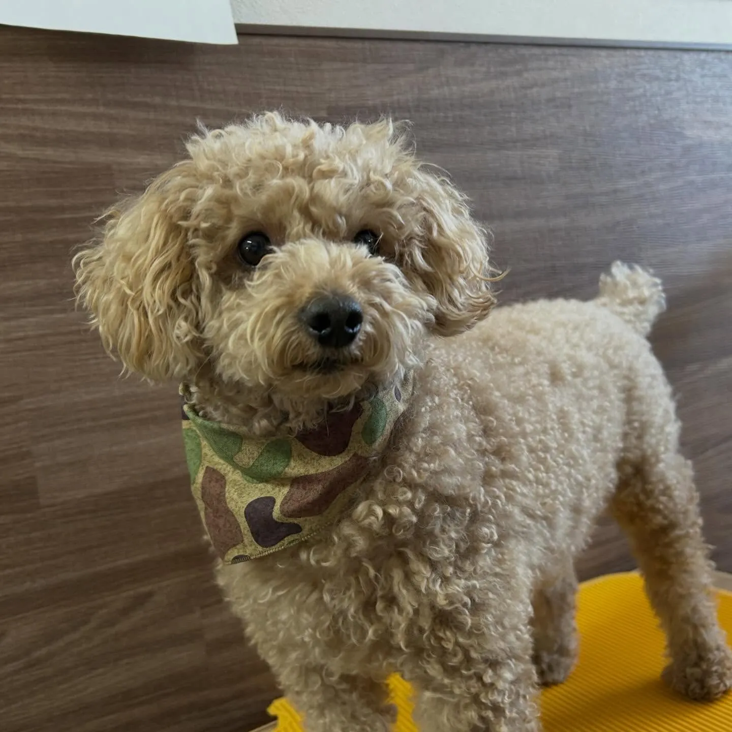 入会してくれたブンブンくんです✨