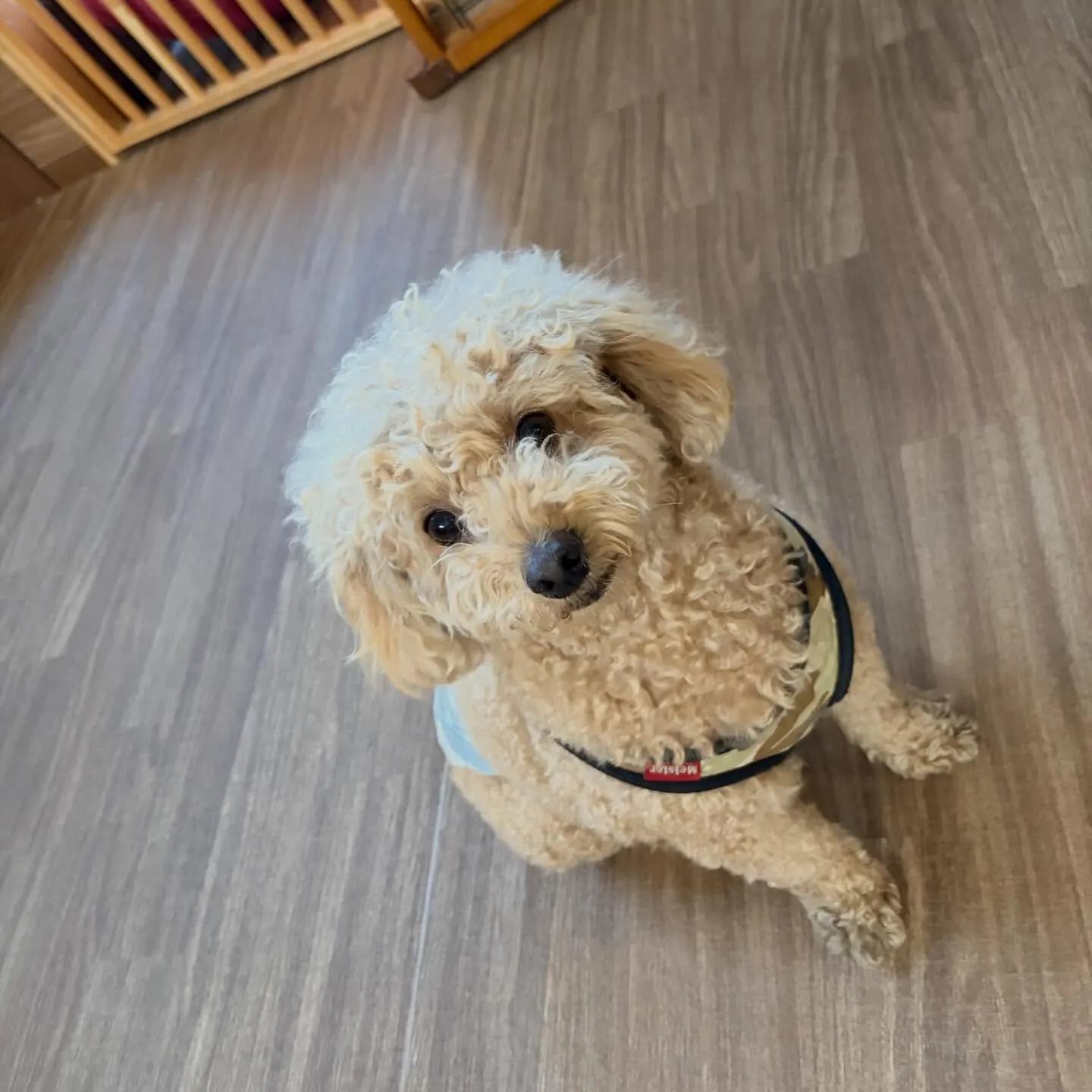 入会してくれたブンブンくんです✨