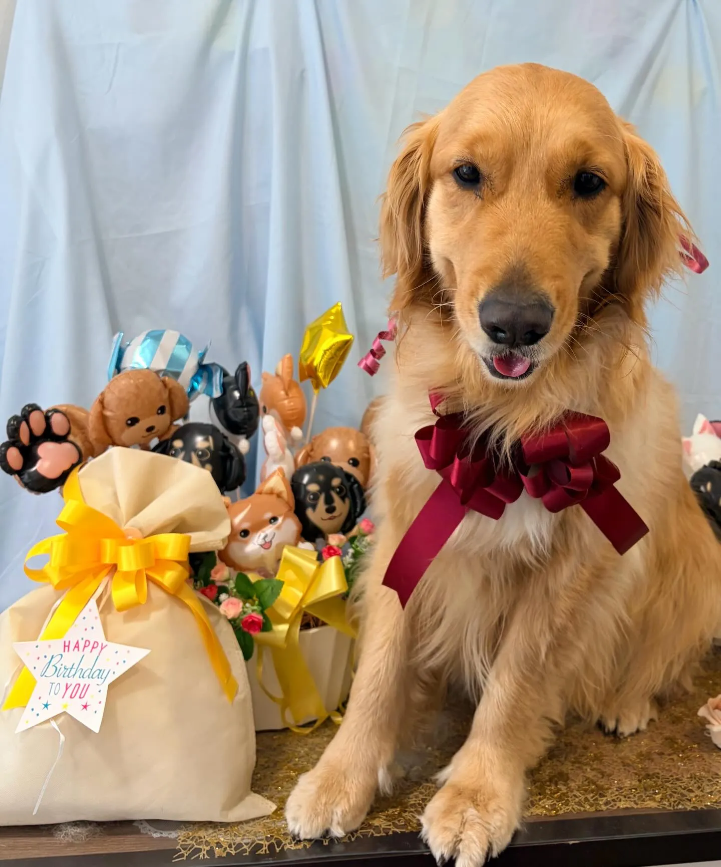 今日は楽ちゃんのお誕生日です🎊㊗️