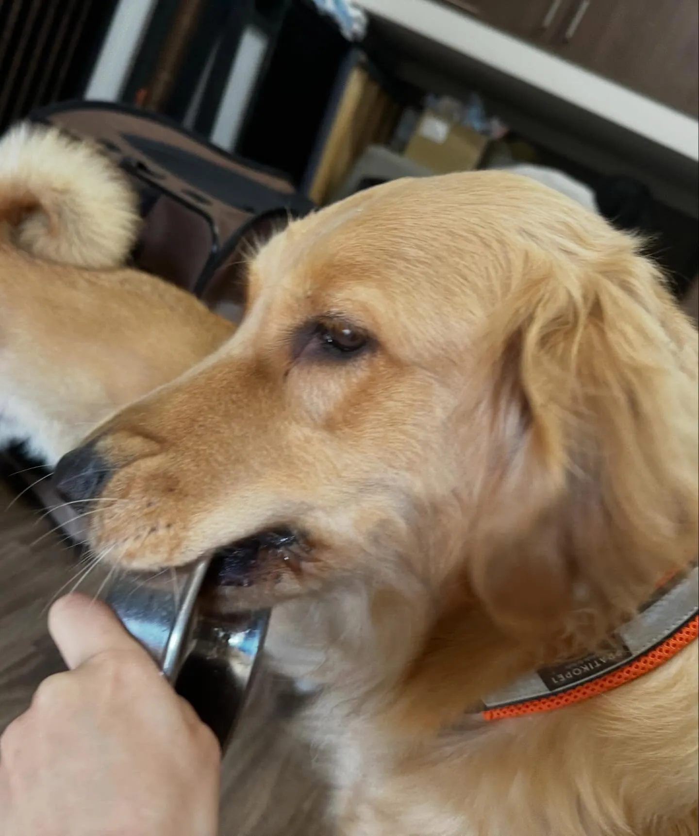 今日は楽ちゃんのお誕生日です🎊㊗️