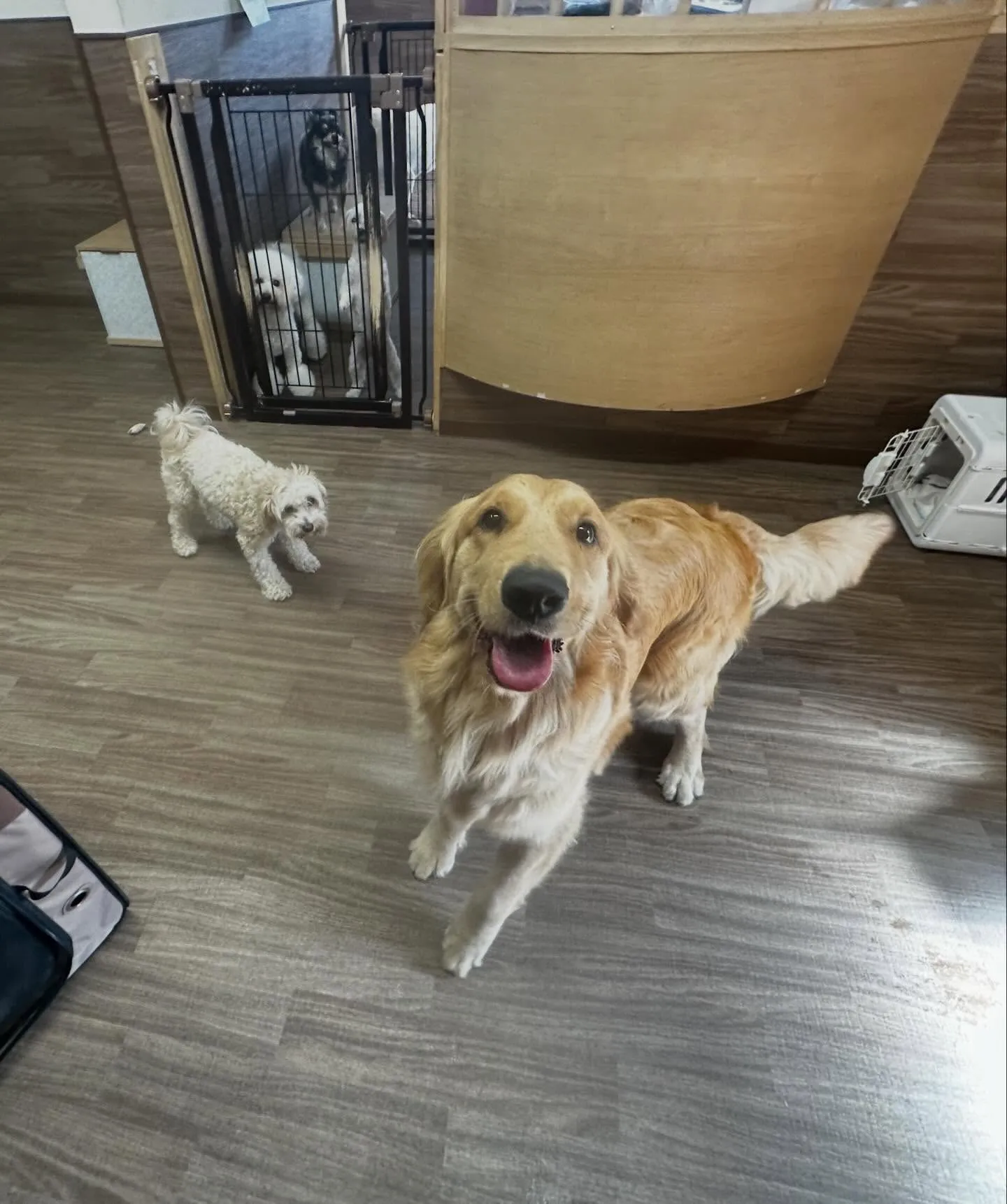 今日は楽ちゃんのお誕生日です🎊㊗️