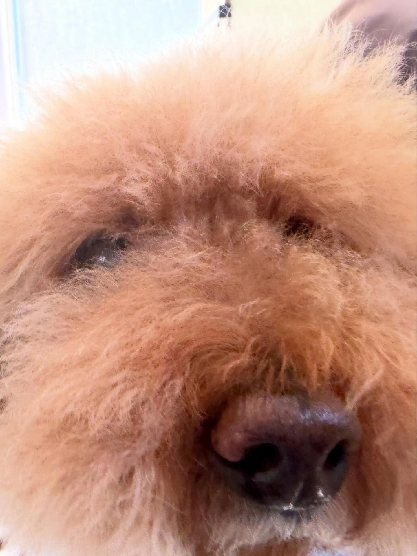 トリミングのセットメニューをご利用頂いたわんこたちです🎶