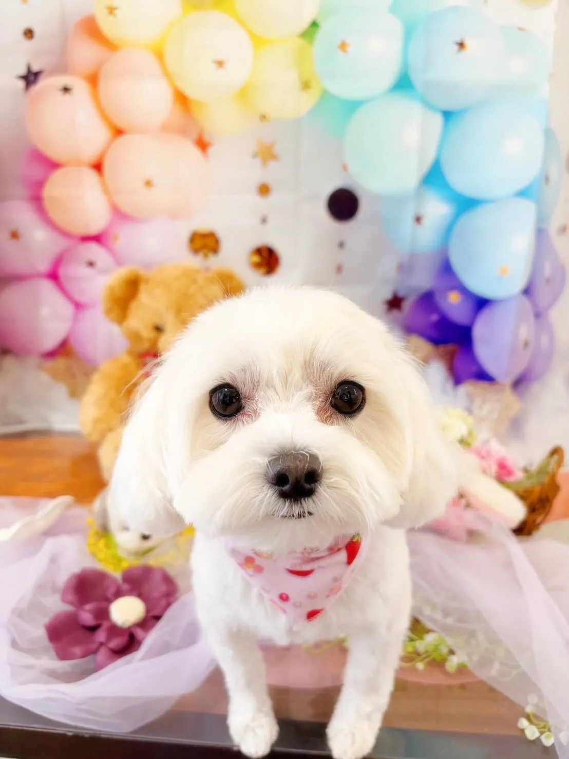 トリミングのセットメニューをご利用頂いたわんこたちです🎶