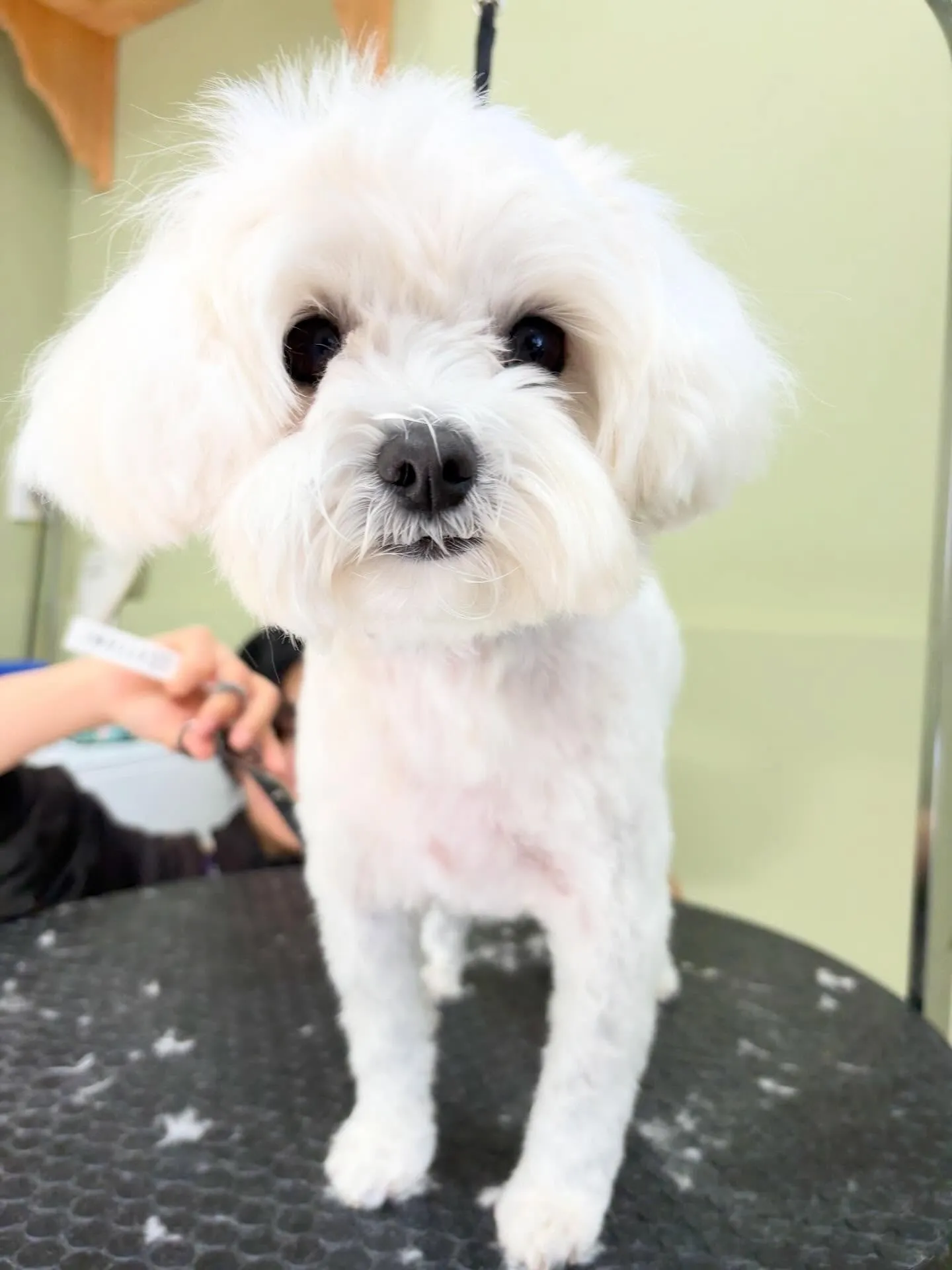 トリミングのセットメニューをご利用頂いたわんこたちです🎶