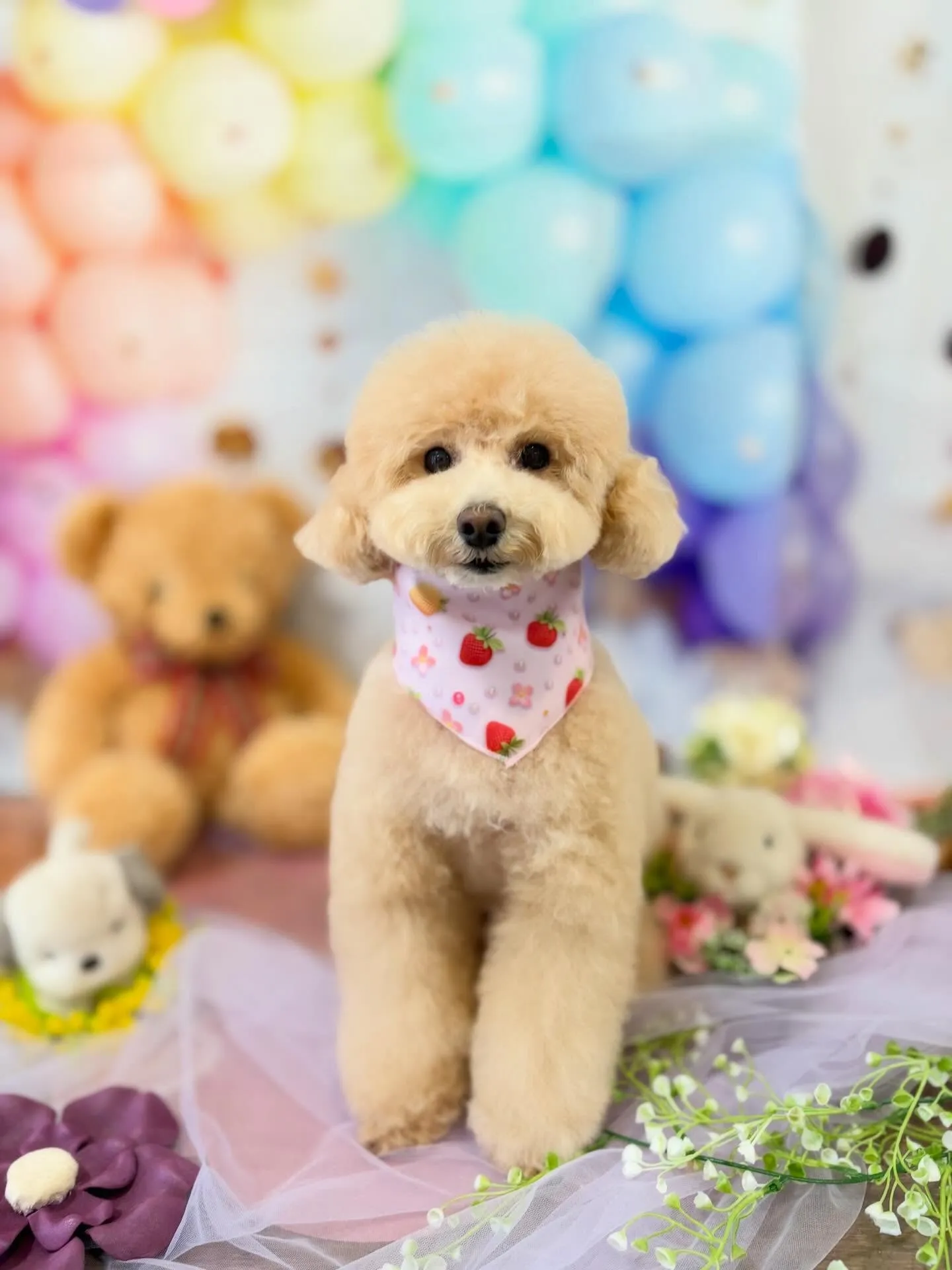 トリミングのセットメニューをご利用頂いたわんこたちです🎶