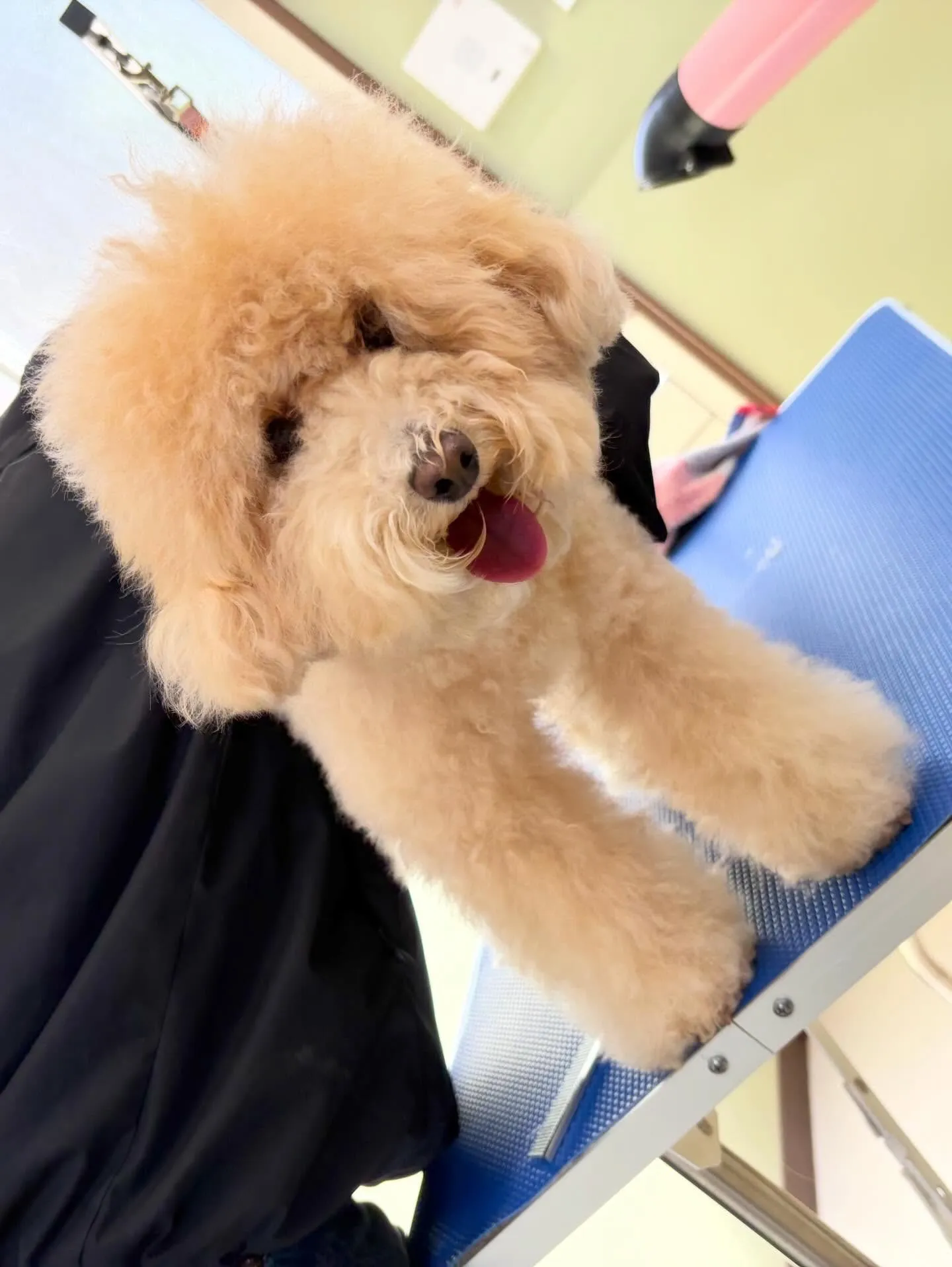 トリミングのセットメニューをご利用頂いたわんこたちです🎶