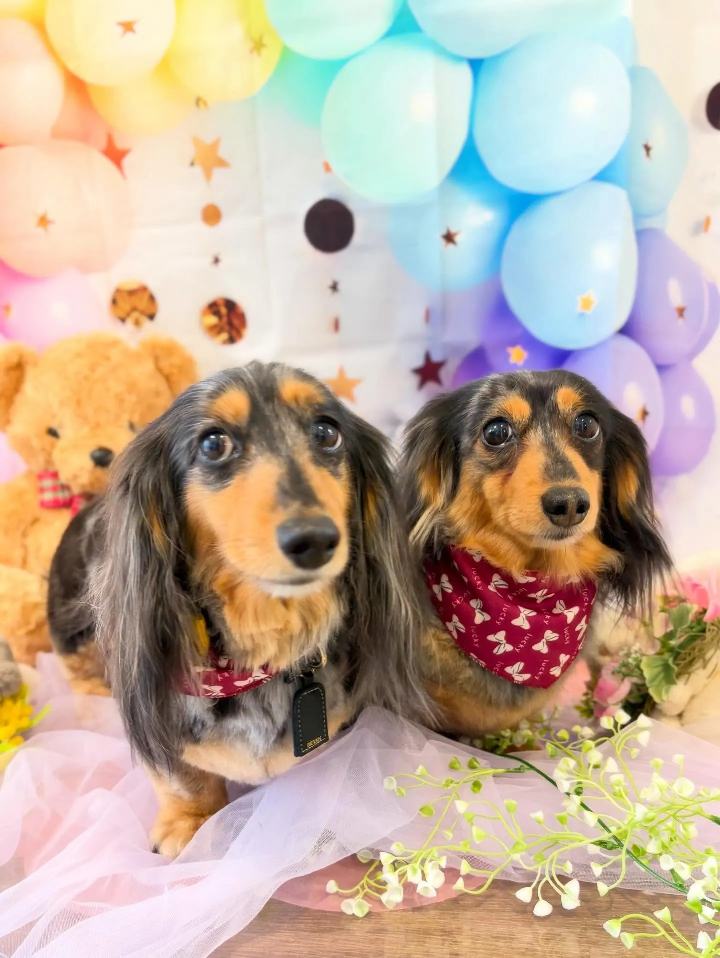 トリミングのセットメニューをご利用頂いたわんこたちです🎶