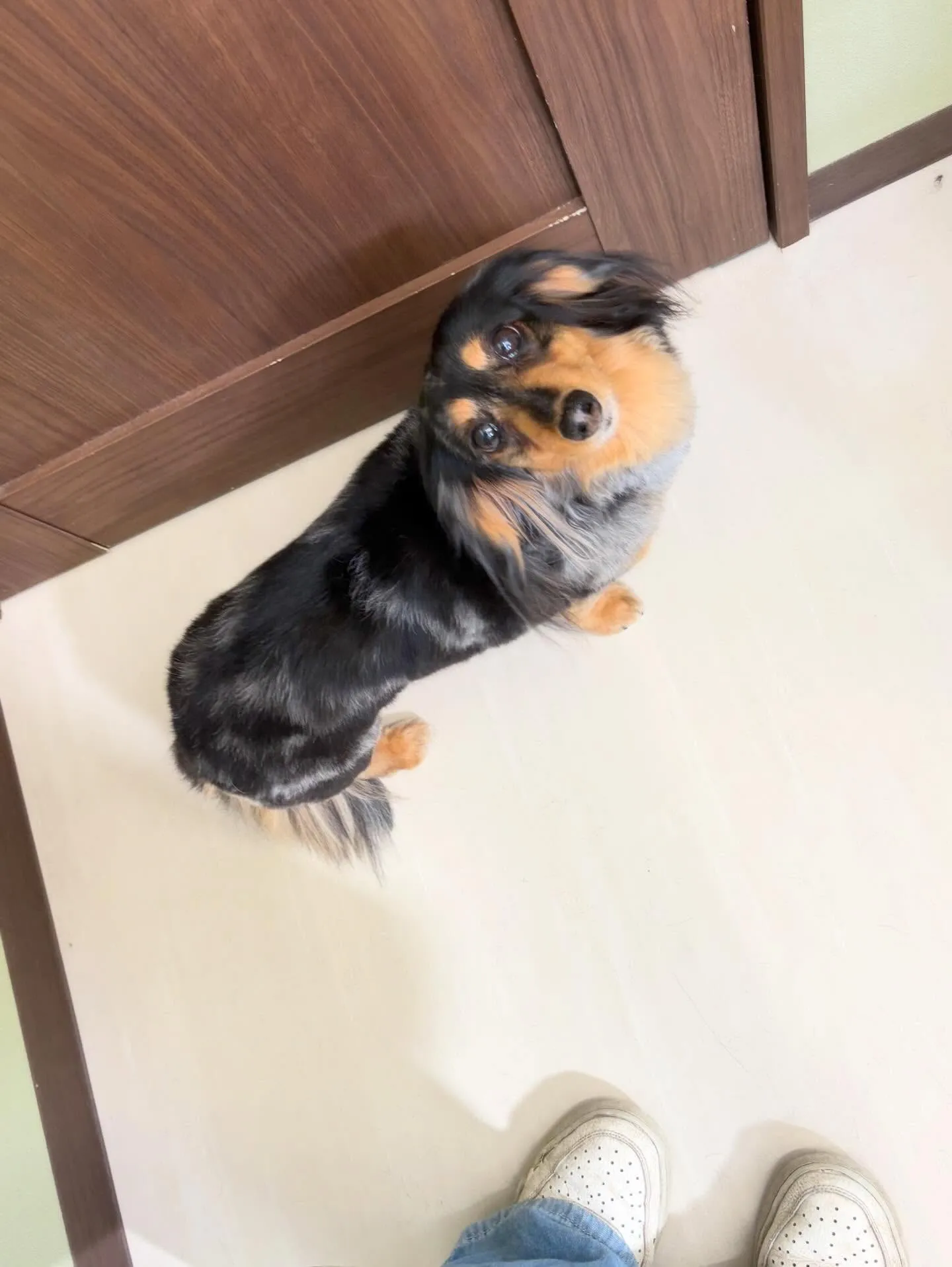 トリミングのセットメニューをご利用頂いたわんこたちです🎶