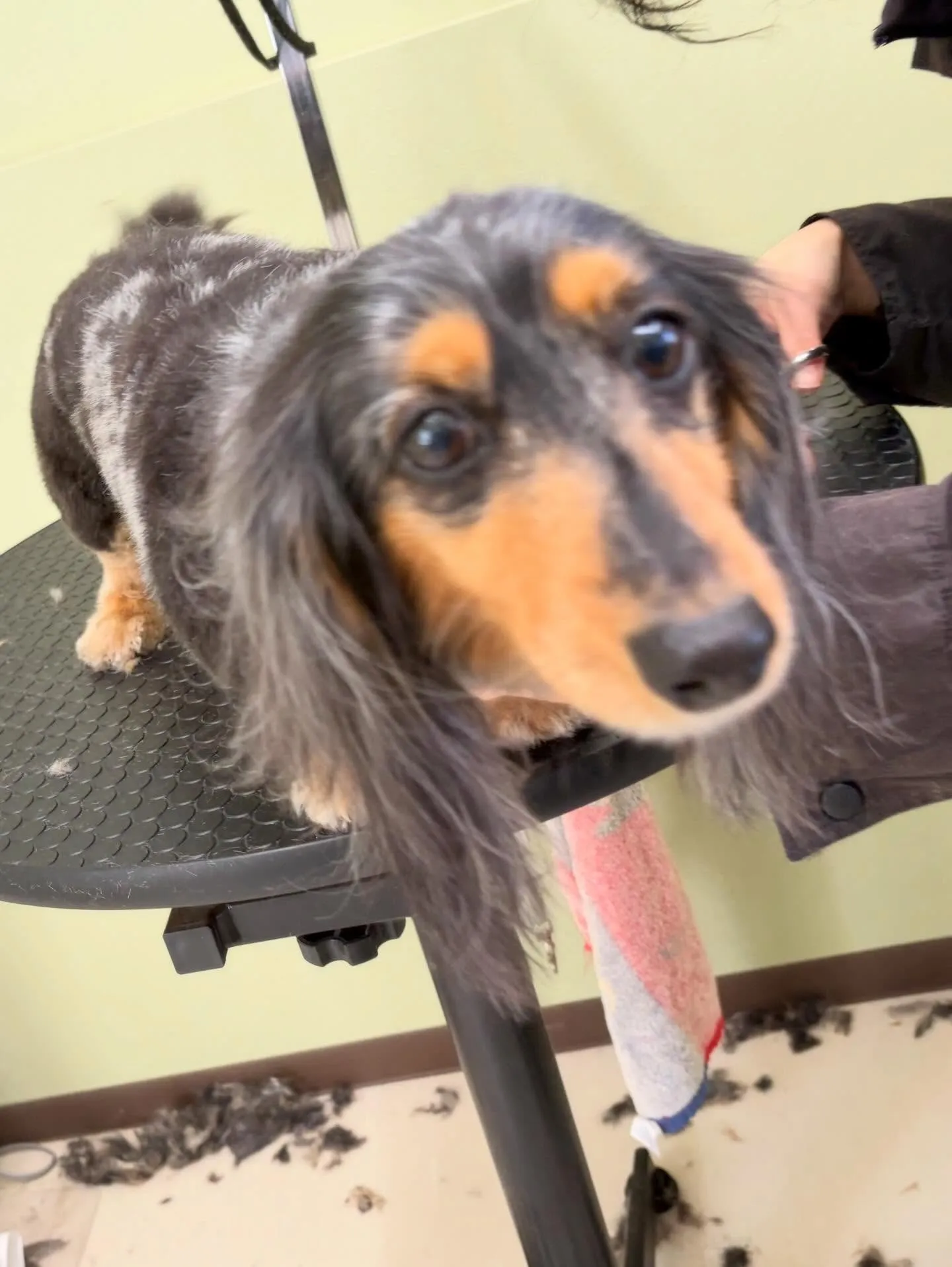 トリミングのセットメニューをご利用頂いたわんこたちです🎶