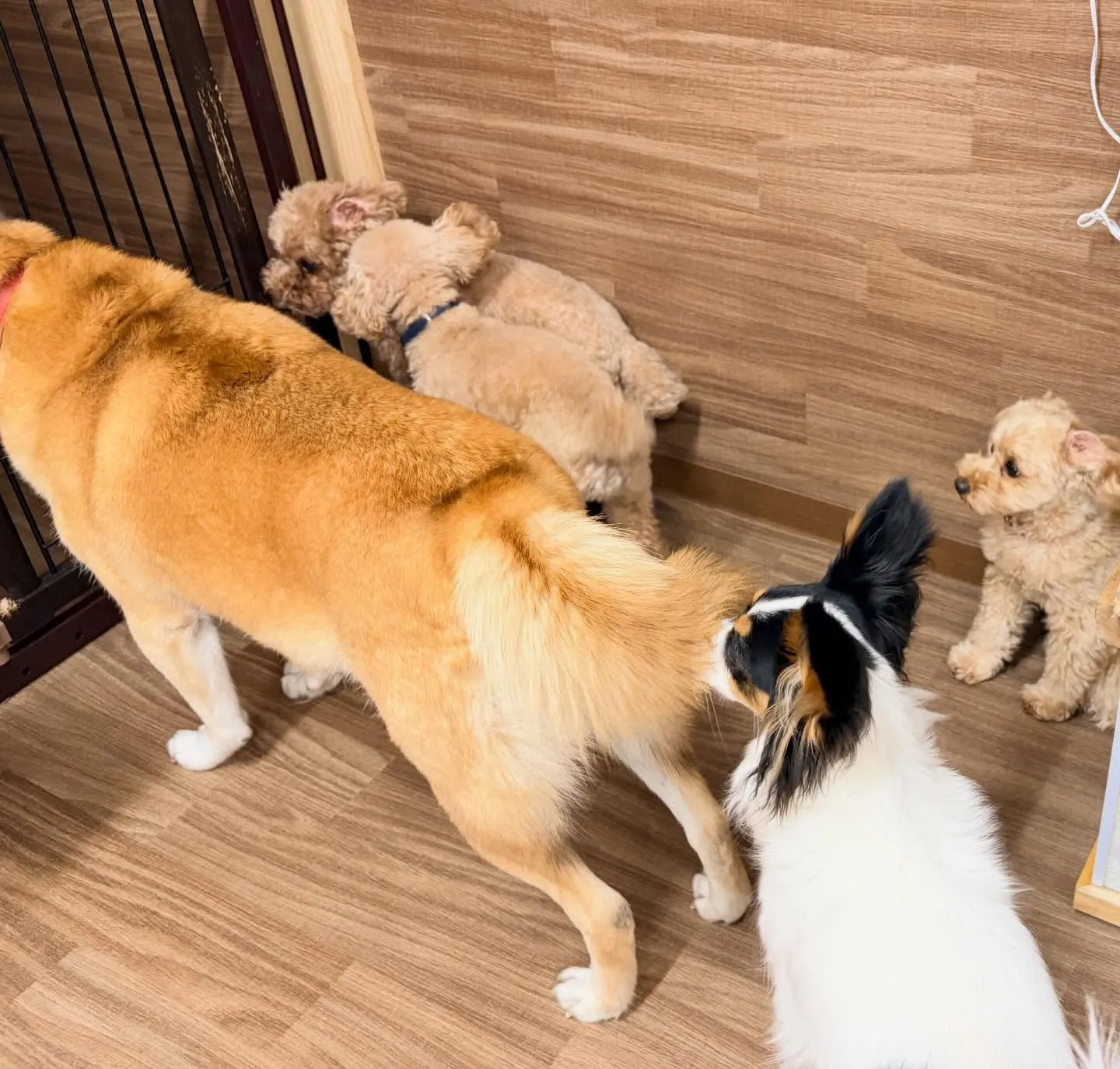 入会してくれたミミちゃんです✨