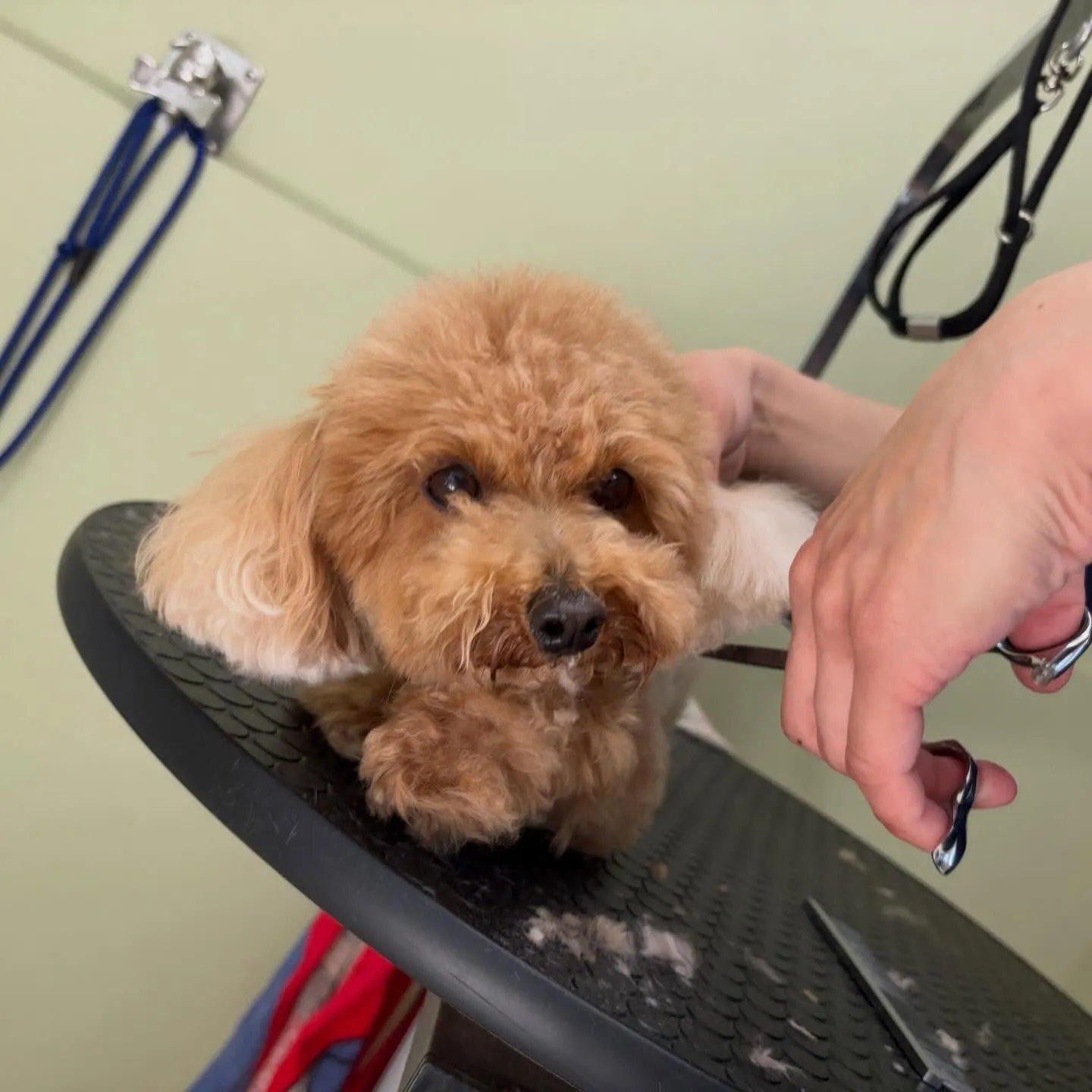 トリミングのセットメニューをご利用頂いたわんこさんたち🐾