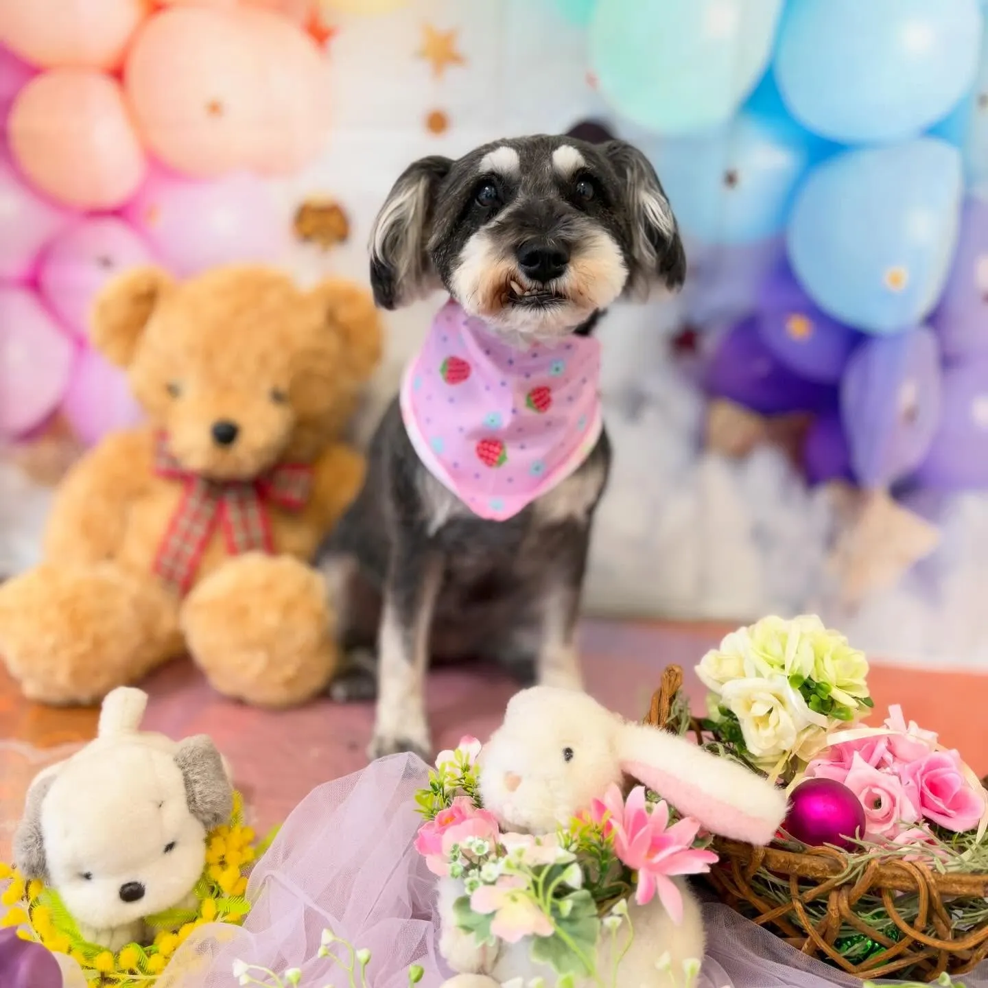 今月のトリミングセットメニューをご利用頂いたわんこたちです🐾