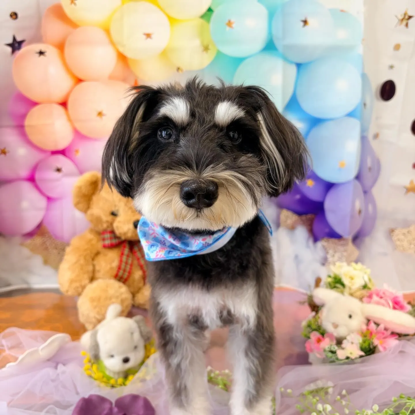 今月のトリミングセットメニューをご利用頂いたわんこたちです🐾