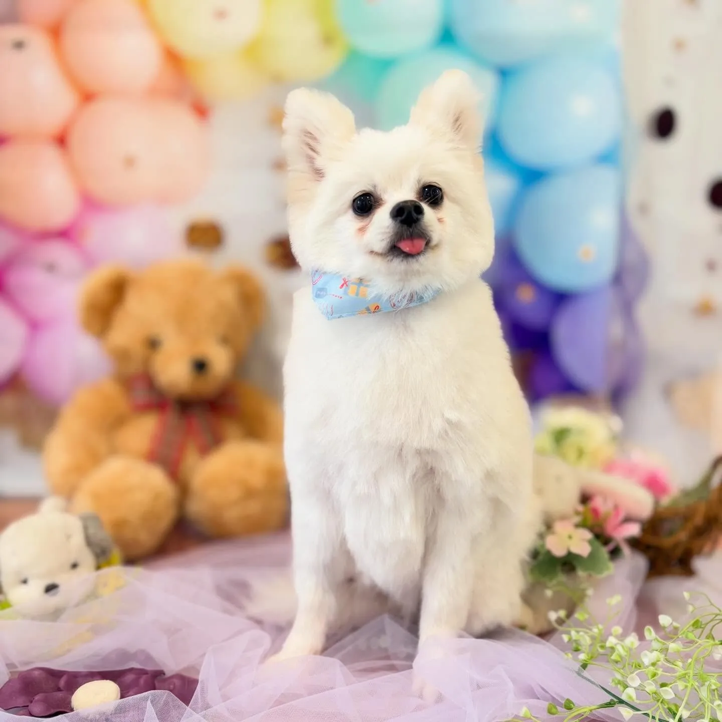 今月のトリミングセットメニューをご利用頂いたわんこたちです🐾