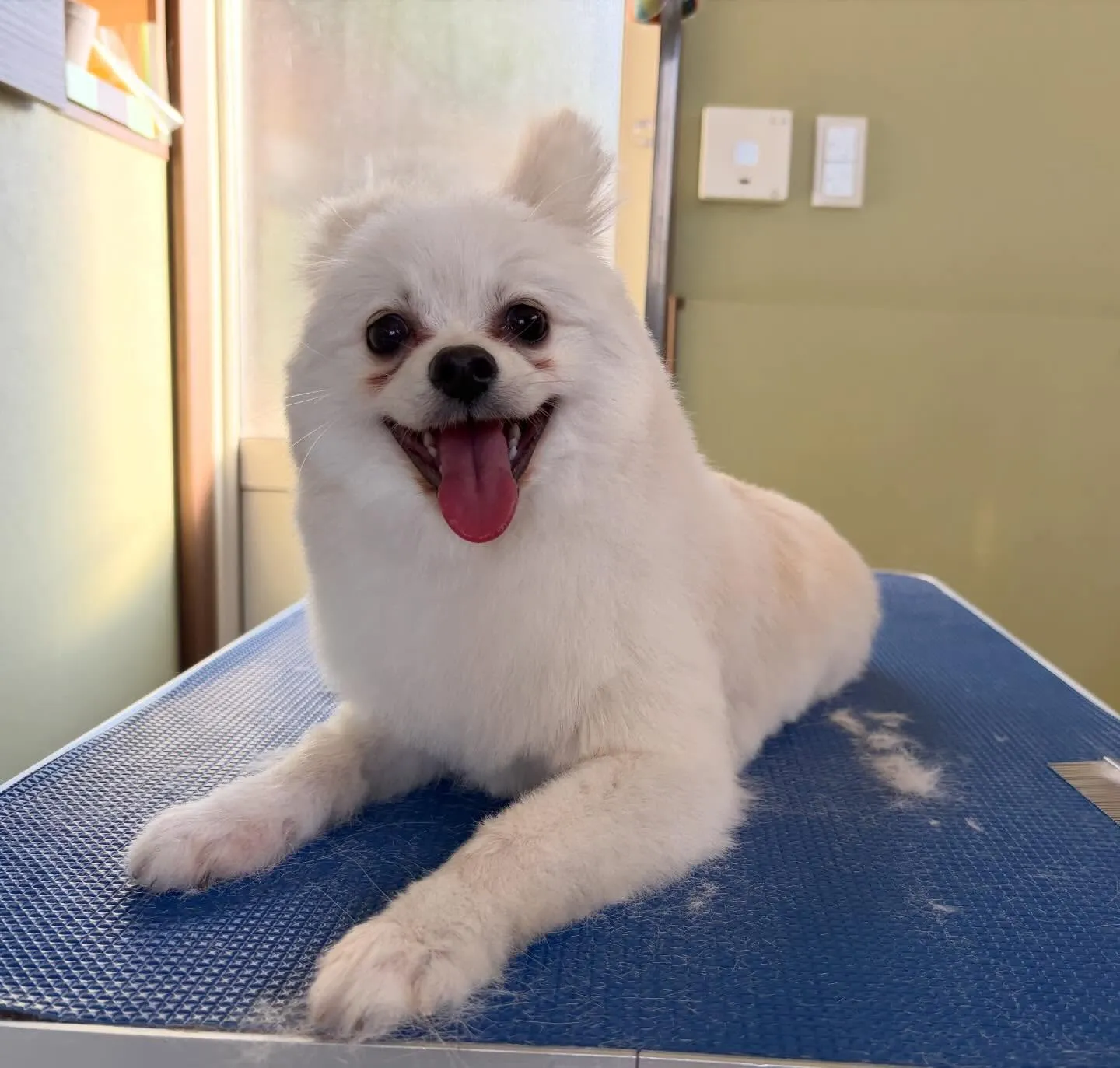 今月のトリミングセットメニューをご利用頂いたわんこたちです🐾