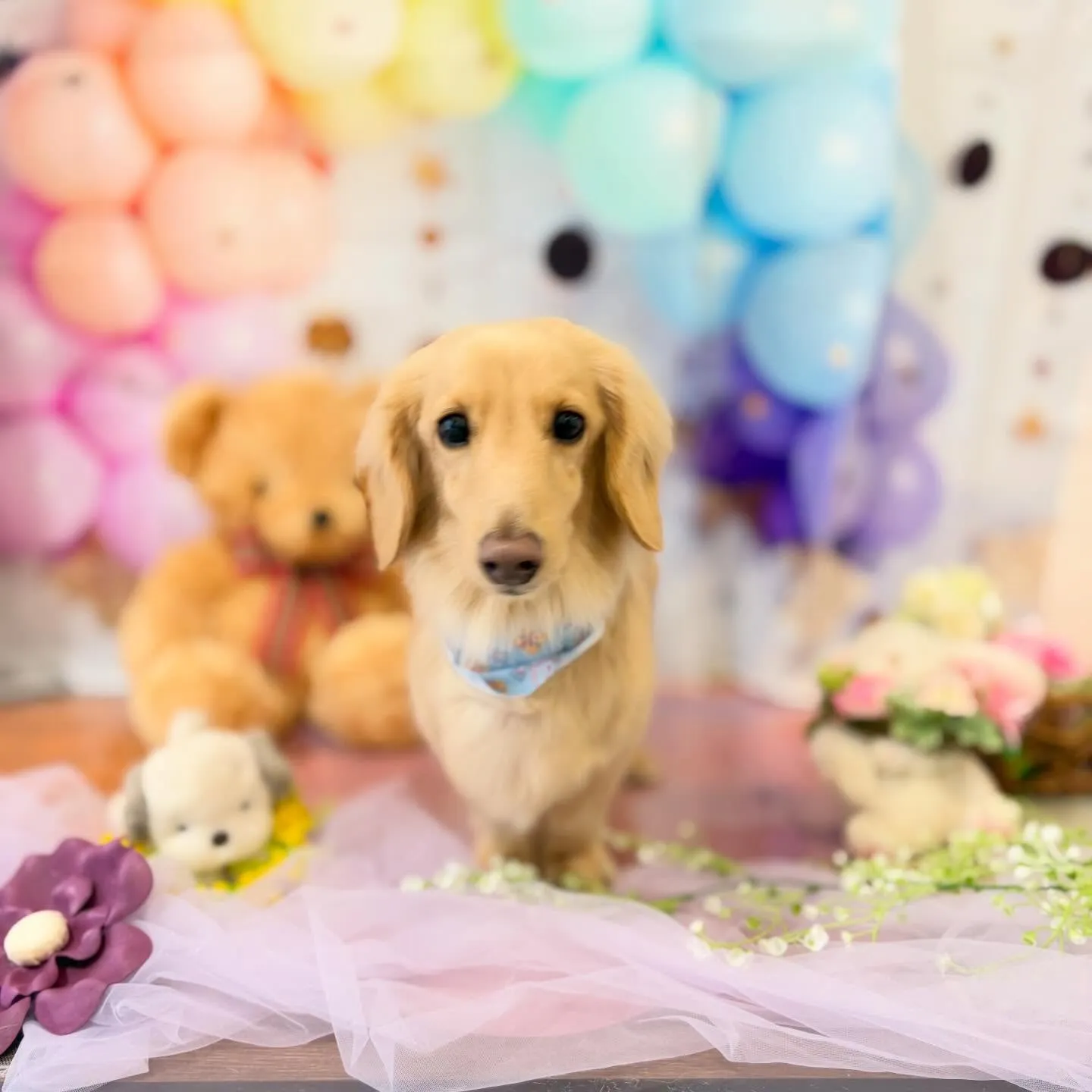 今月のトリミングセットメニューをご利用頂いたわんこたちです🐾