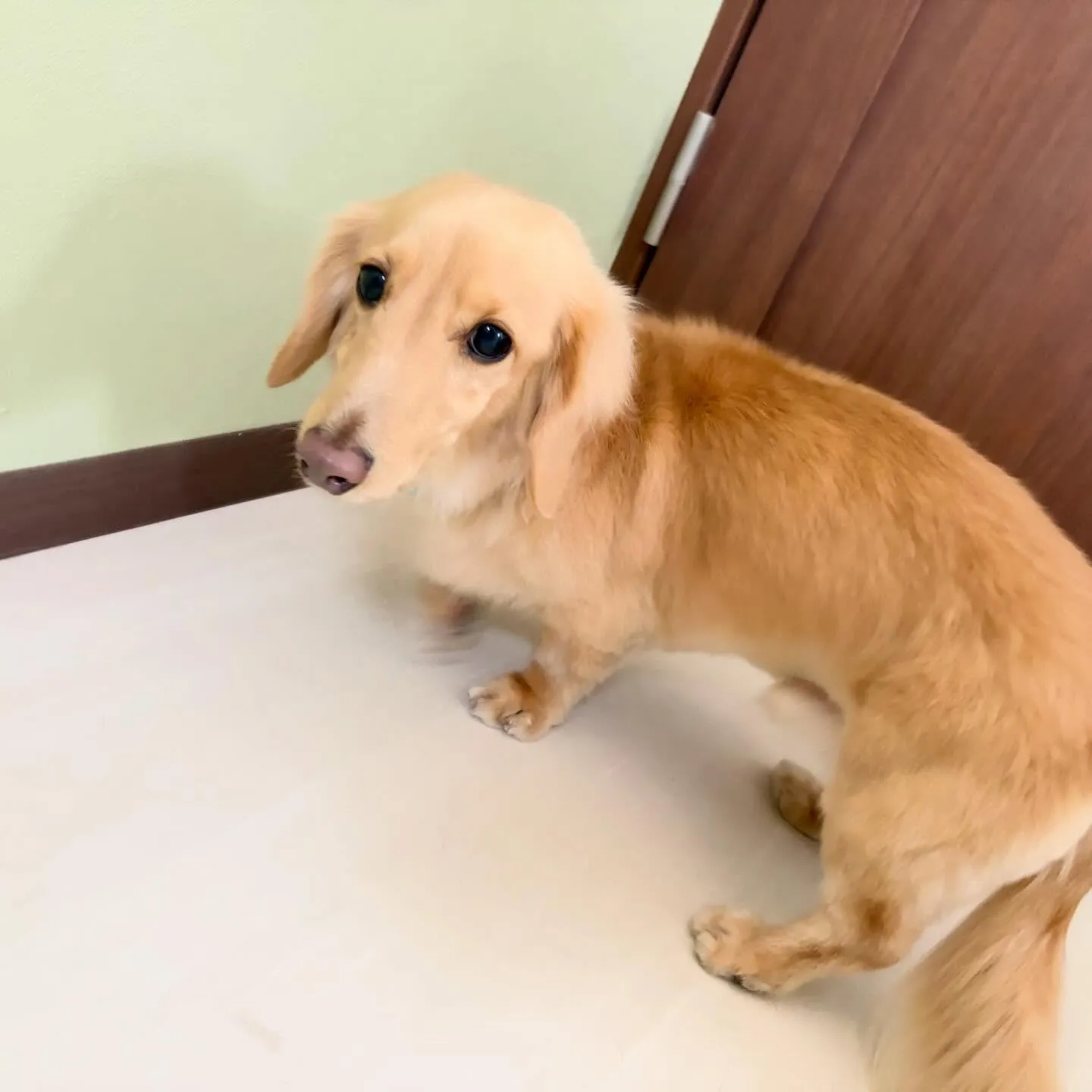 今月のトリミングセットメニューをご利用頂いたわんこたちです🐾