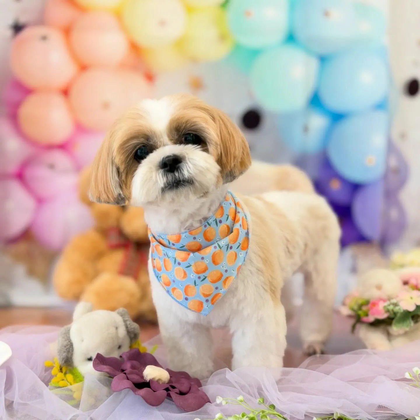 今月のトリミングセットメニューをご利用頂いたわんこたちです🐾