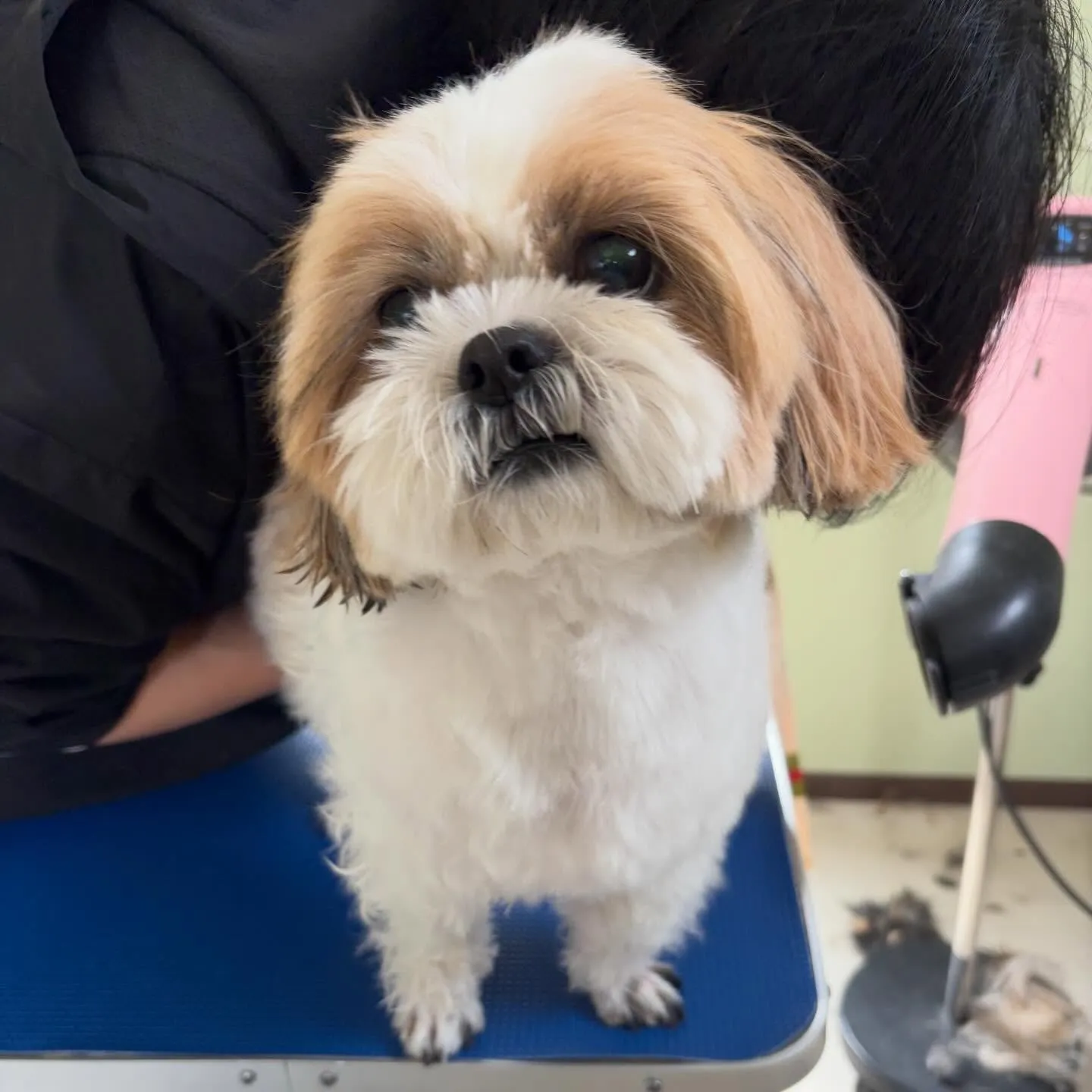 今月のトリミングセットメニューをご利用頂いたわんこたちです🐾