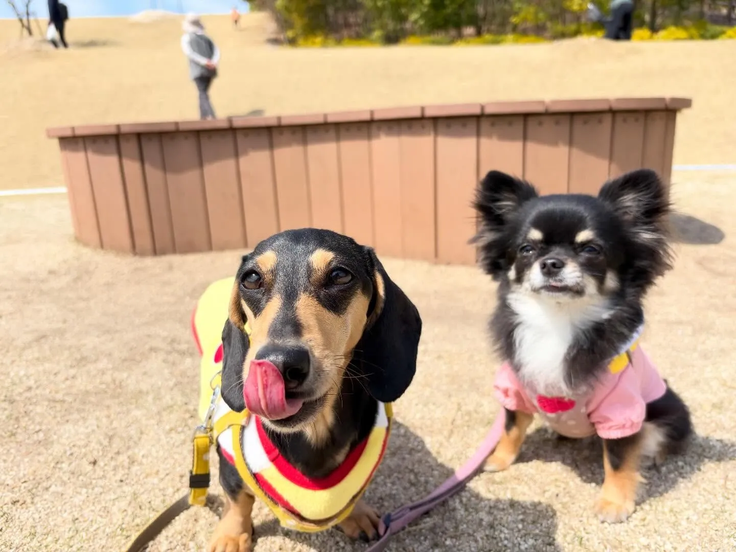 先日春の遠足イベントを開催していました🌸