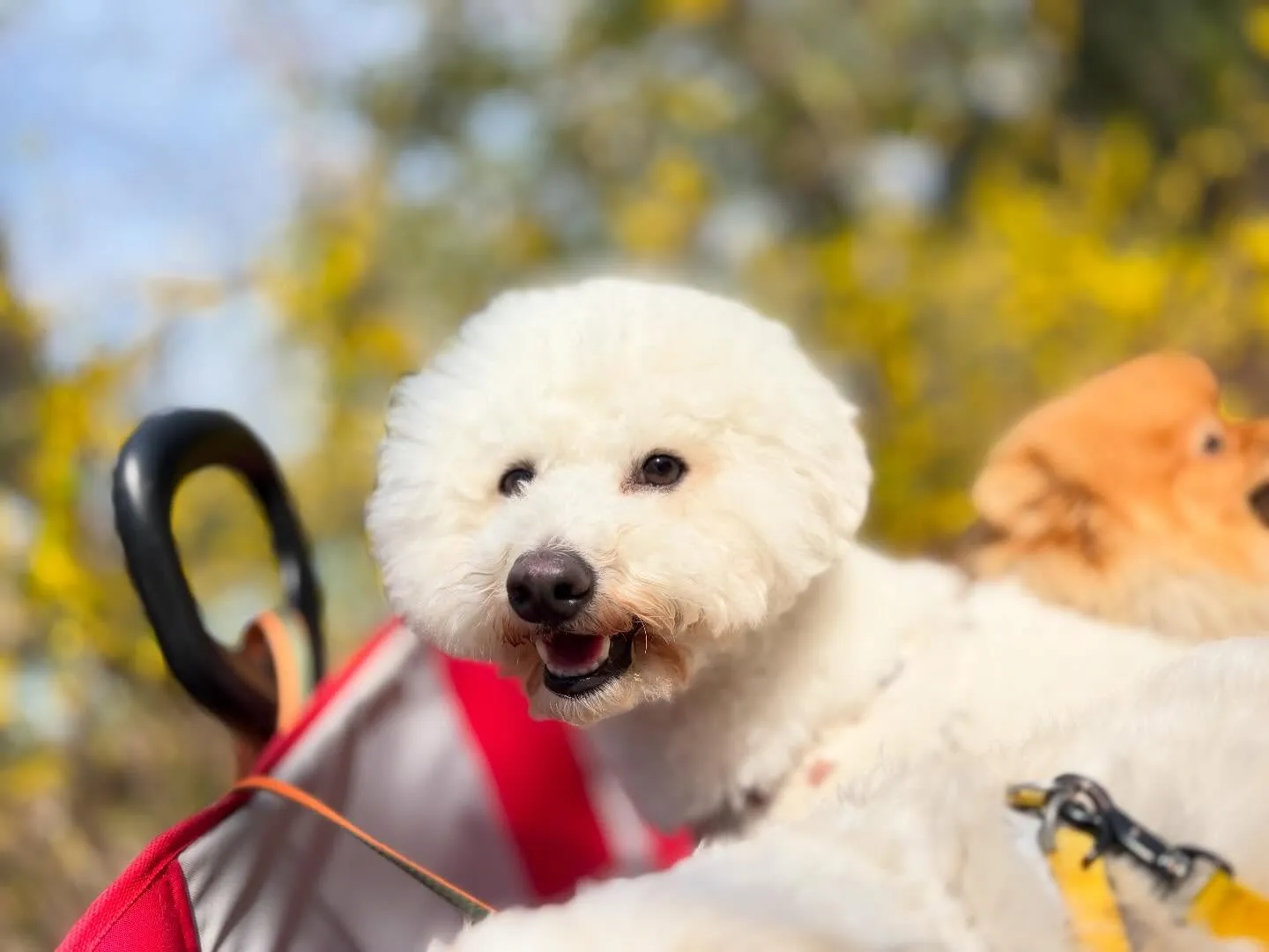 先日春の遠足イベントを開催していました🌸
