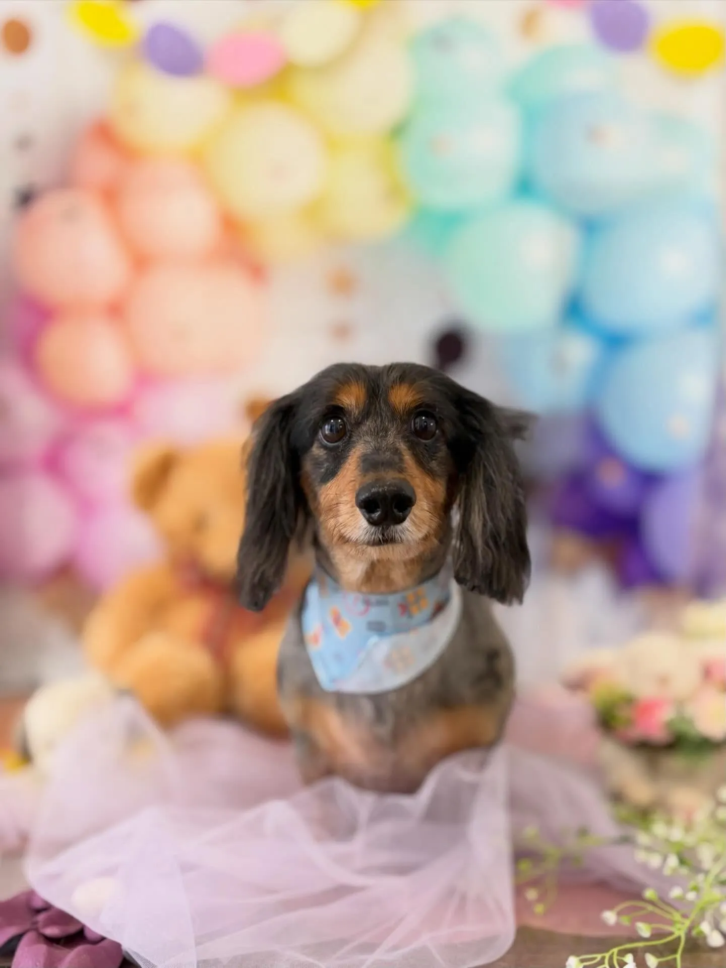 トリミングのセットメニューをご利用頂いたわんこたちです🐾