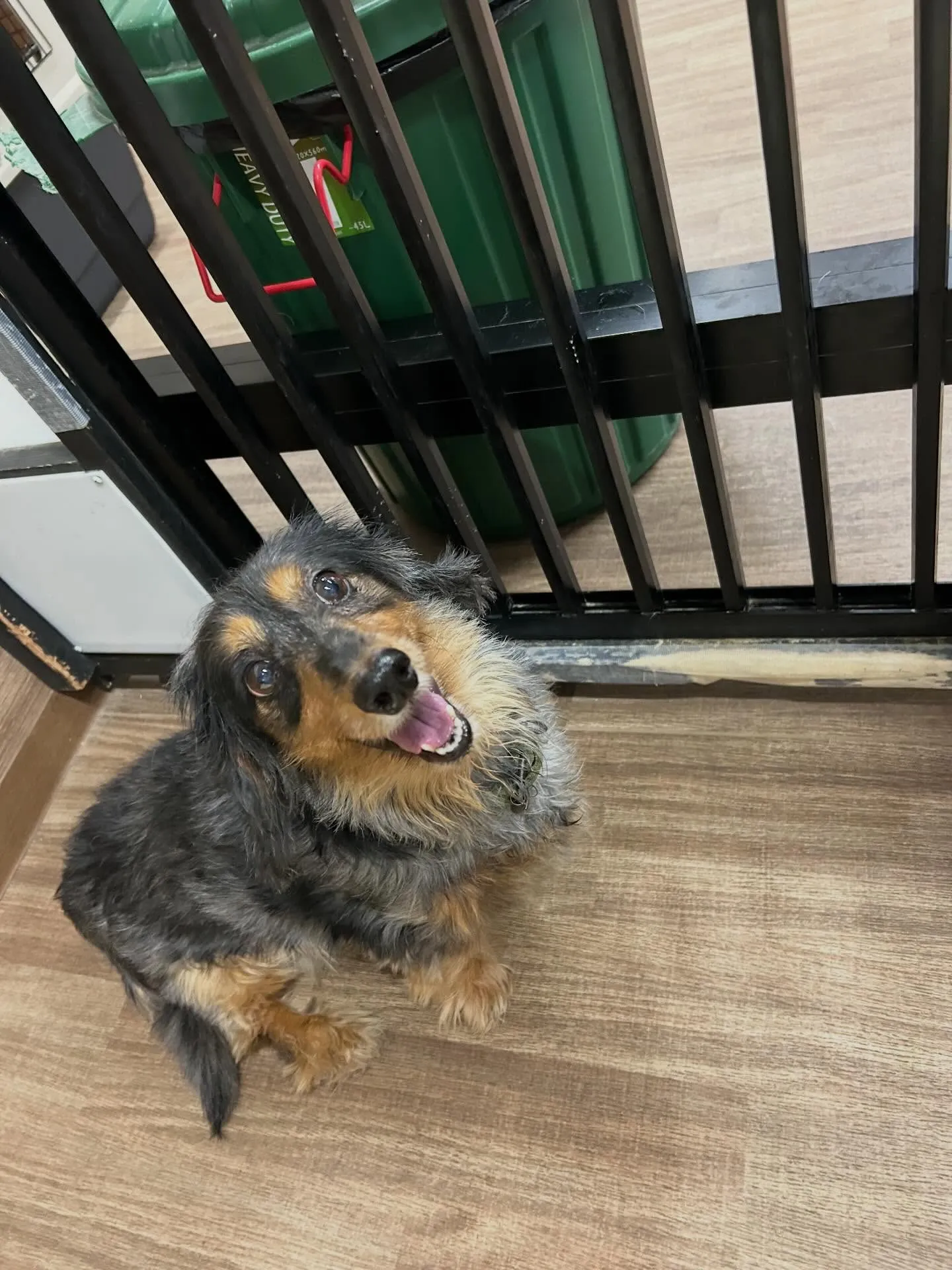 トリミングのセットメニューをご利用頂いたわんこたちです🐾