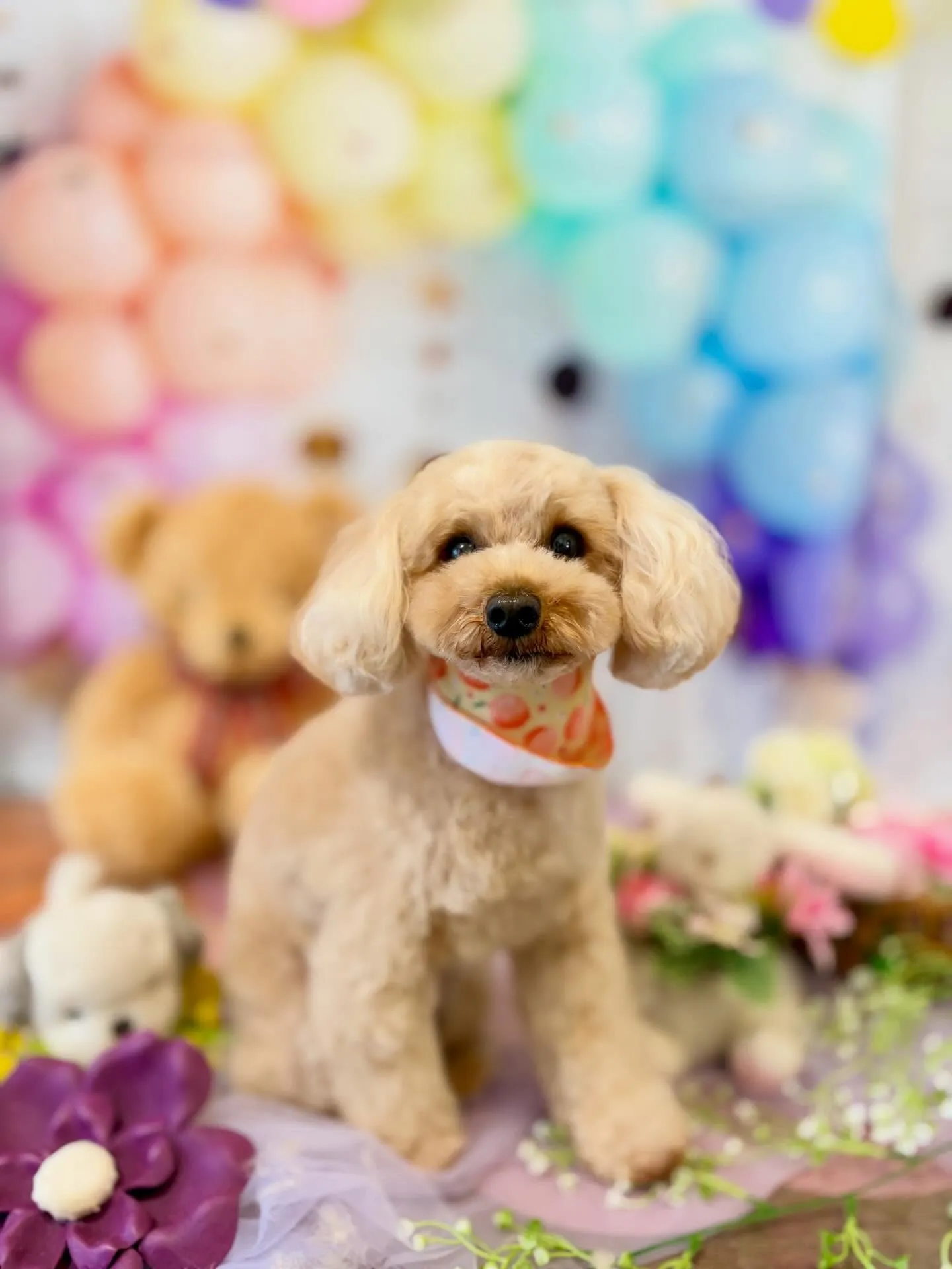 トリミングのセットメニューをご利用頂いたわんこたちです🐾