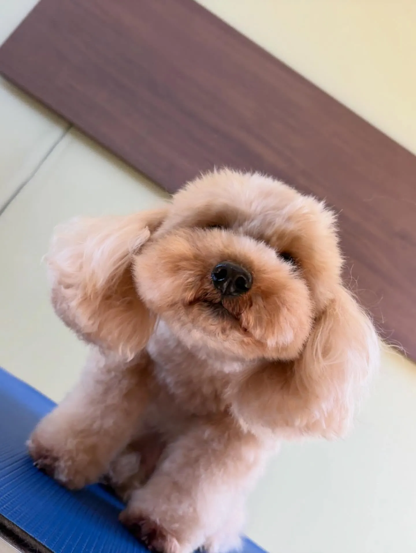 トリミングのセットメニューをご利用頂いたわんこたちです🐾