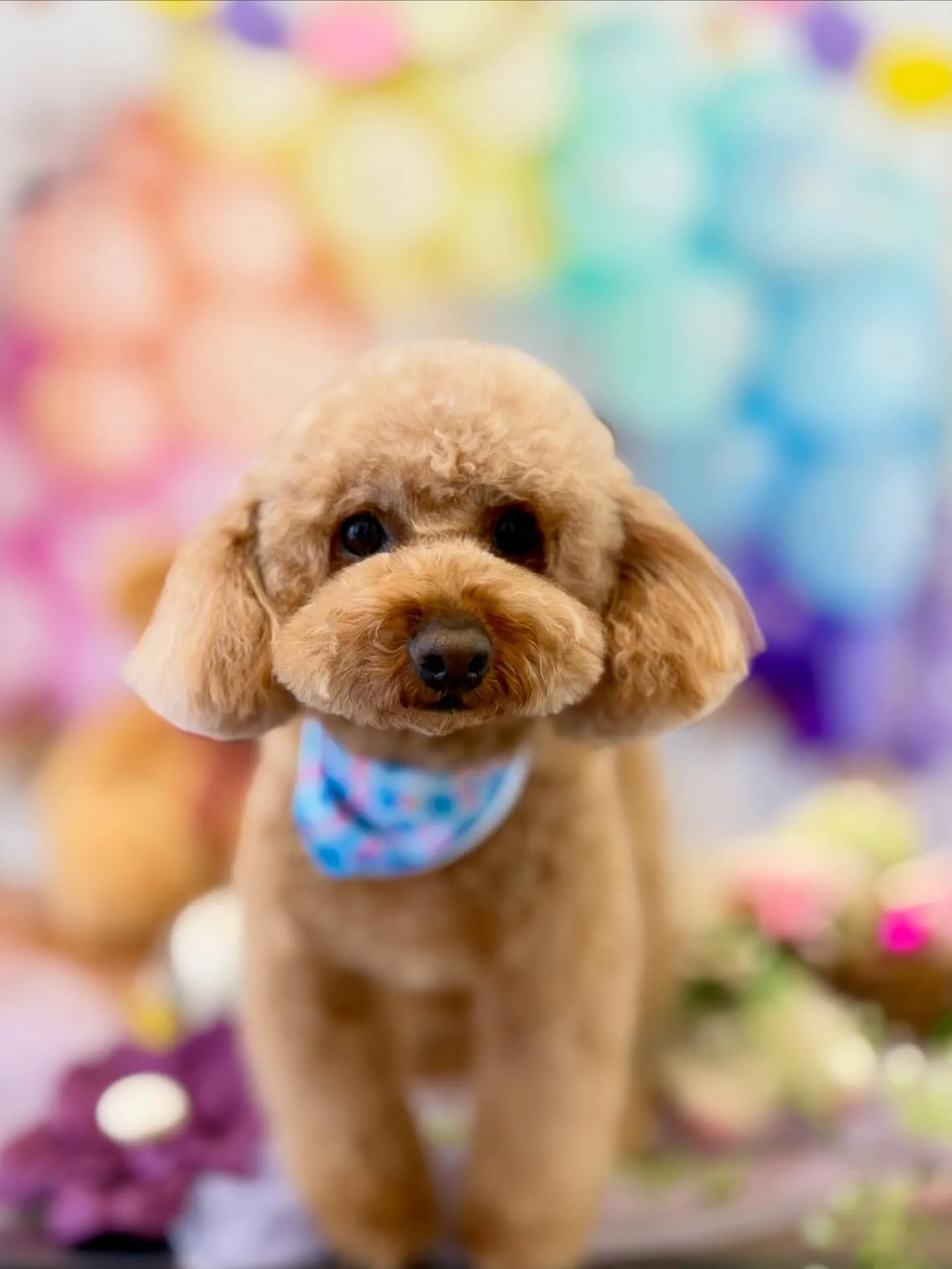 トリミングのセットメニューをご利用頂いたわんこたちです🐾