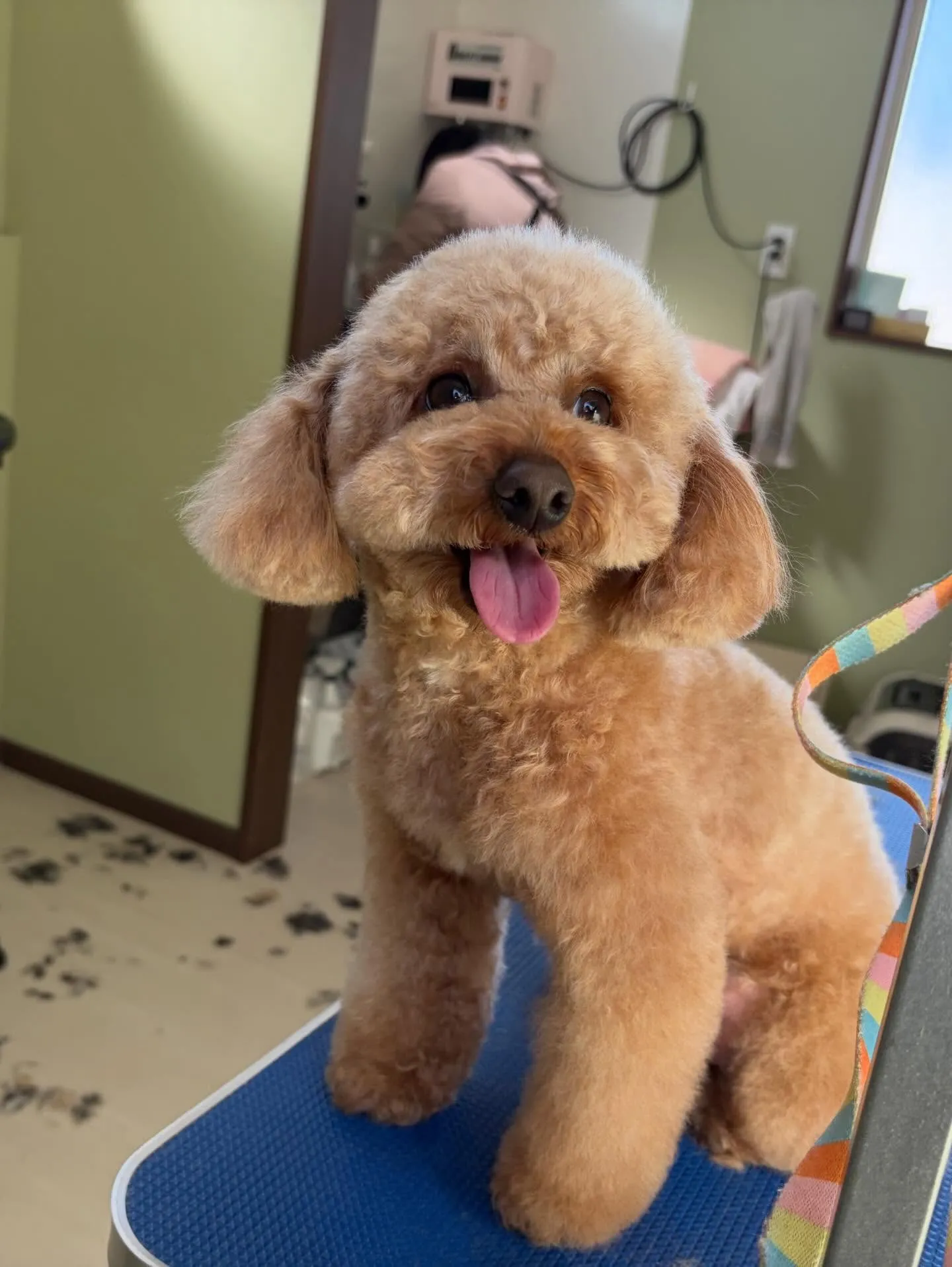 トリミングのセットメニューをご利用頂いたわんこたちです🐾