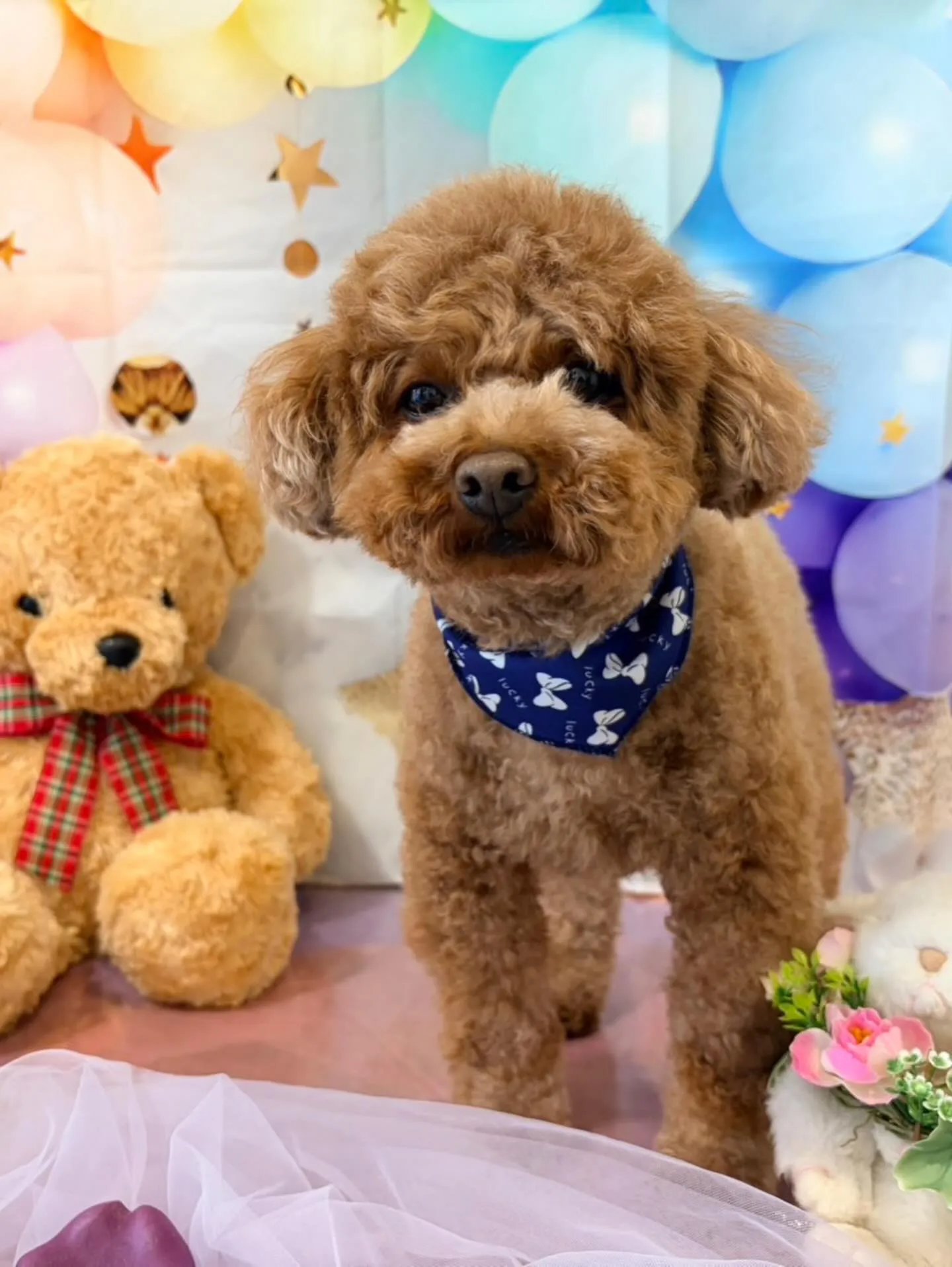 トリミングのセットメニューをご利用頂いたわんこたちです🐾