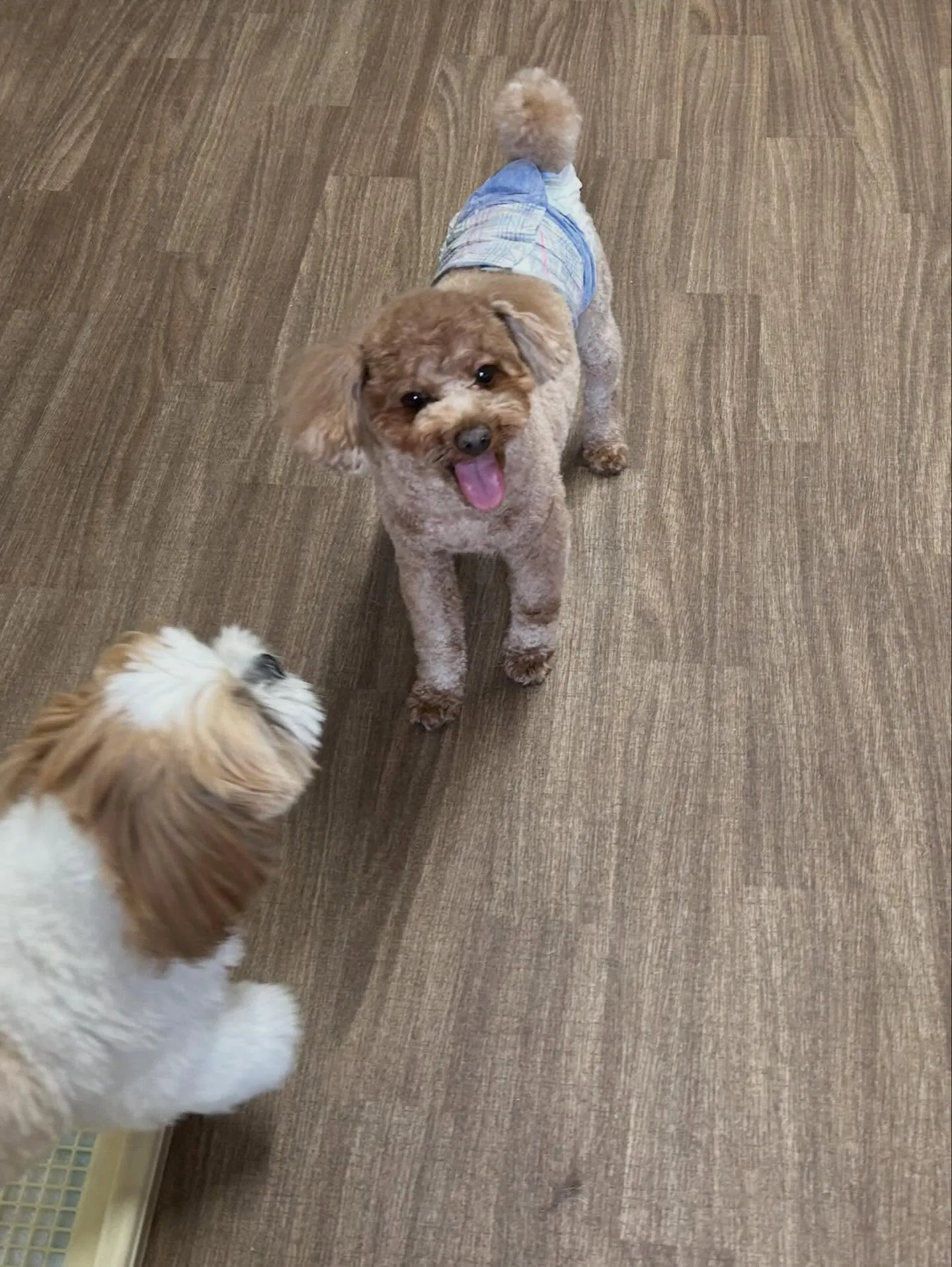 トリミングのセットメニューをご利用頂いたわんこたちです🐾