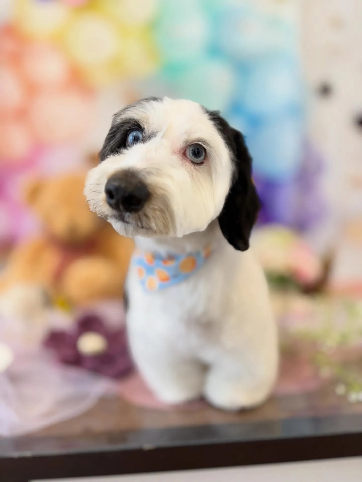 トリミングのセットメニューをご利用頂いたわんこたちです🐾