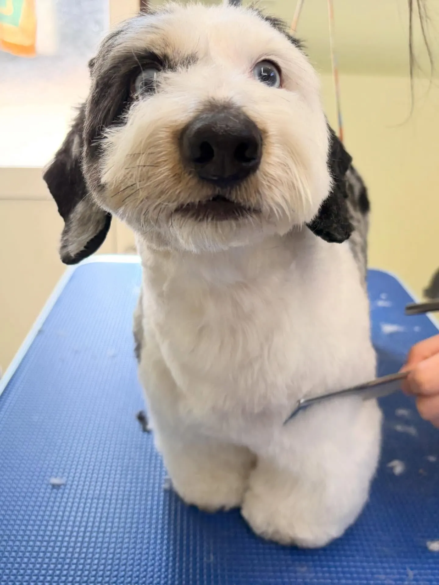 トリミングのセットメニューをご利用頂いたわんこたちです🐾