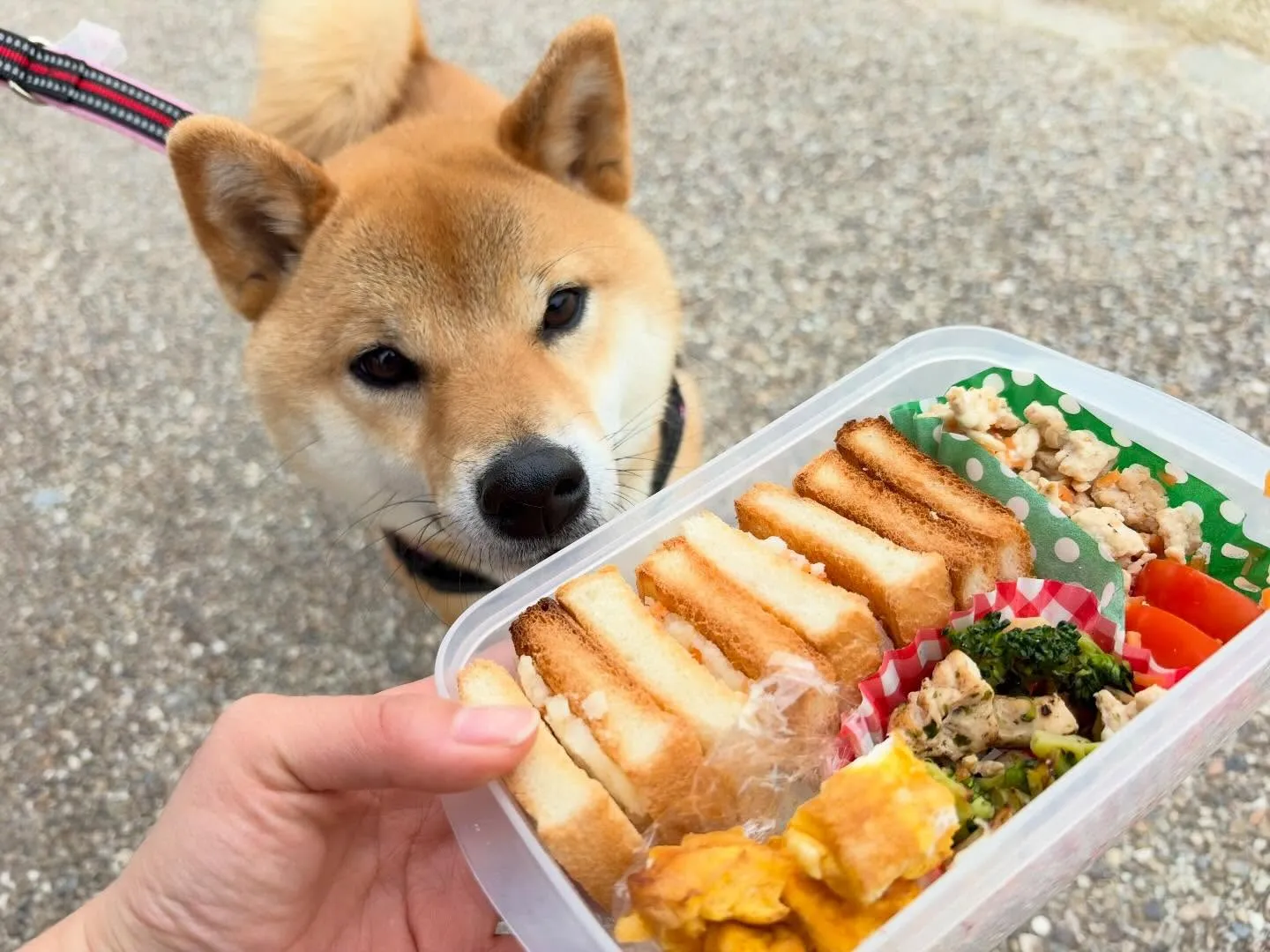 遠足2日目の写真です🎶