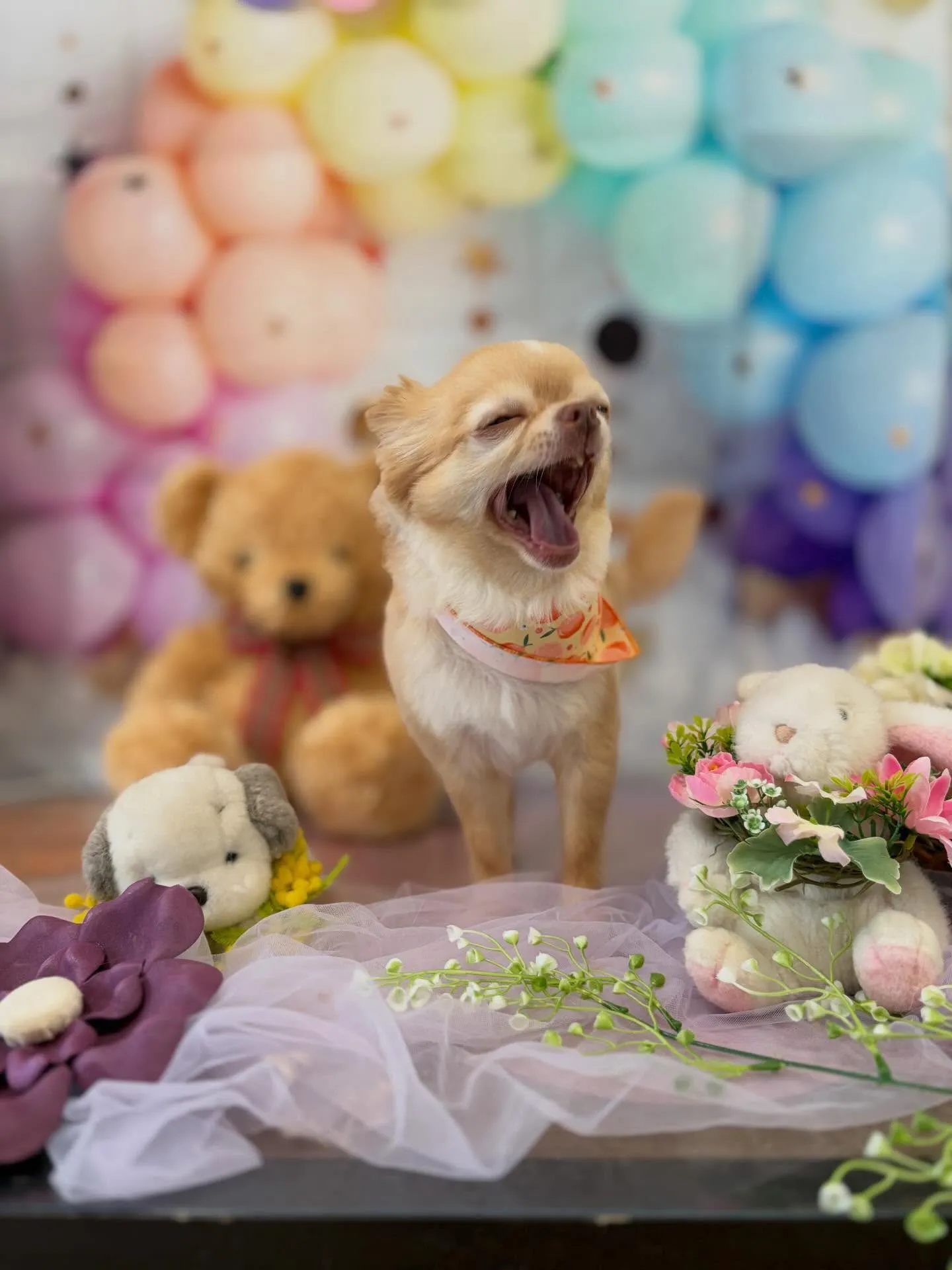 先月アップしきれなかったわんこさんたちです🎶