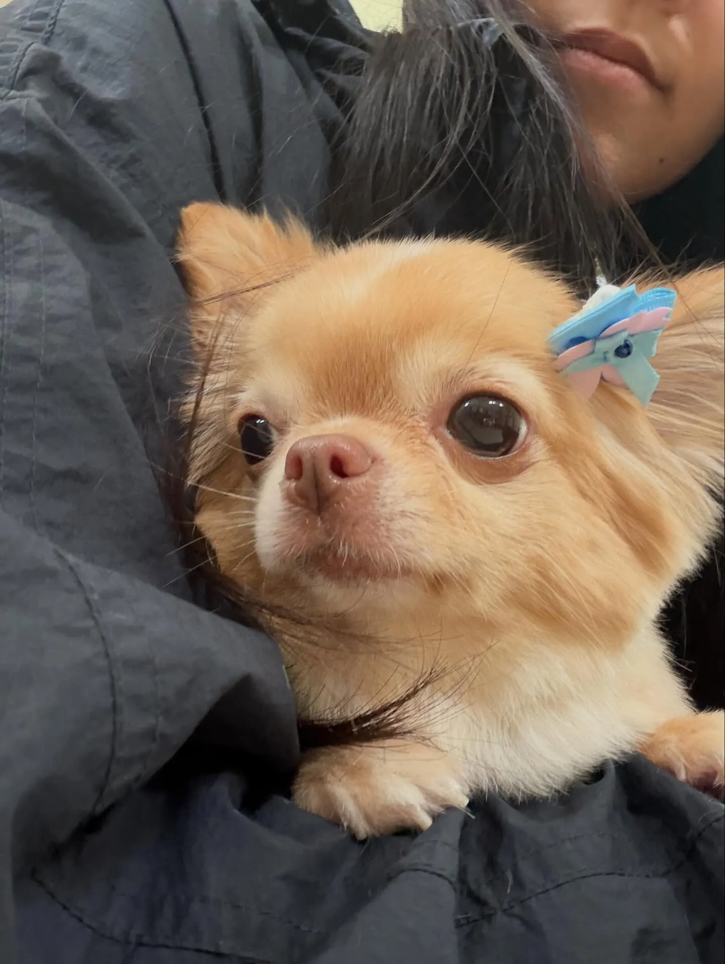 先月アップしきれなかったわんこさんたちです🎶