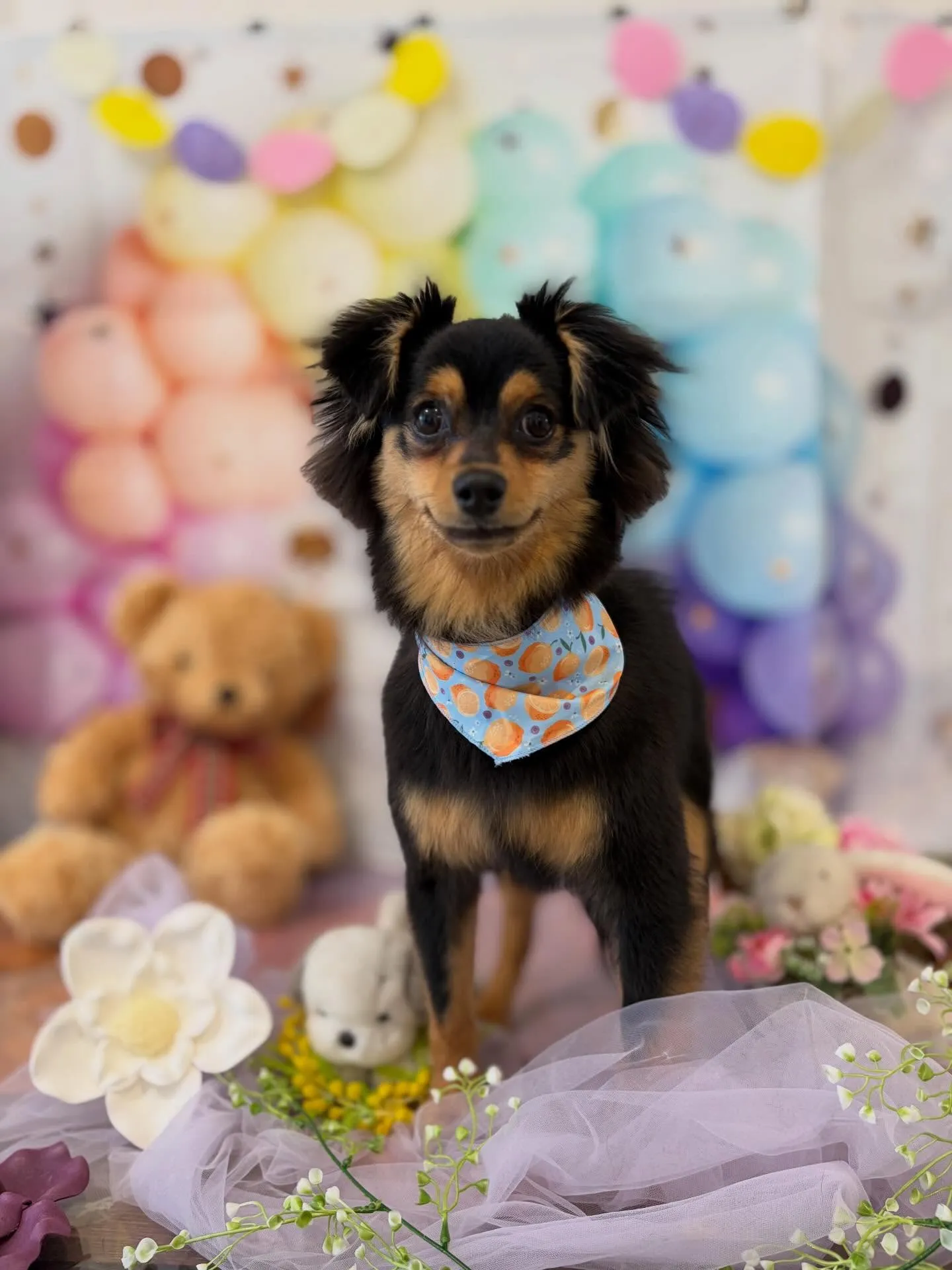 先月アップしきれなかったわんこさんたちです🎶