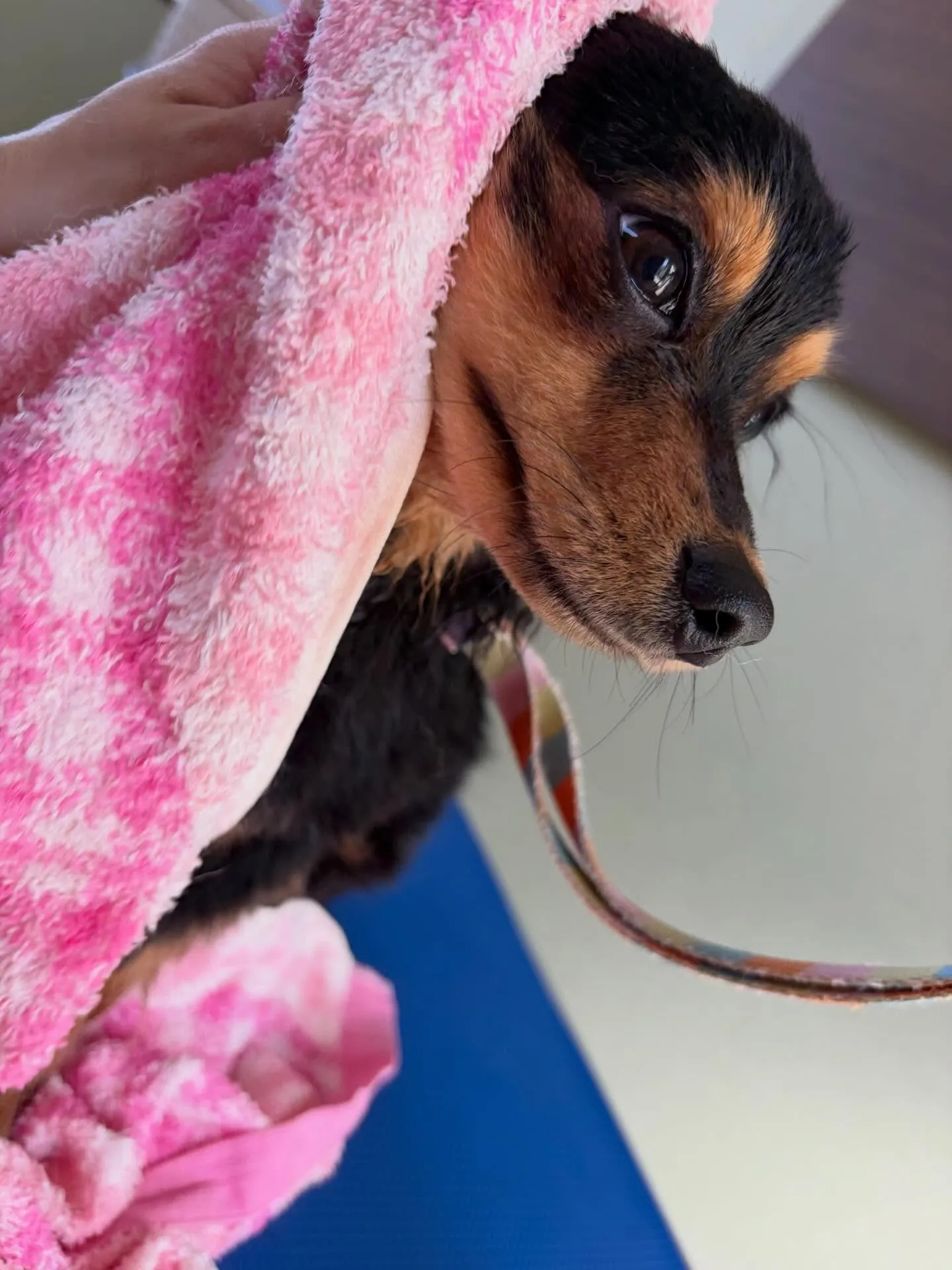 先月アップしきれなかったわんこさんたちです🎶