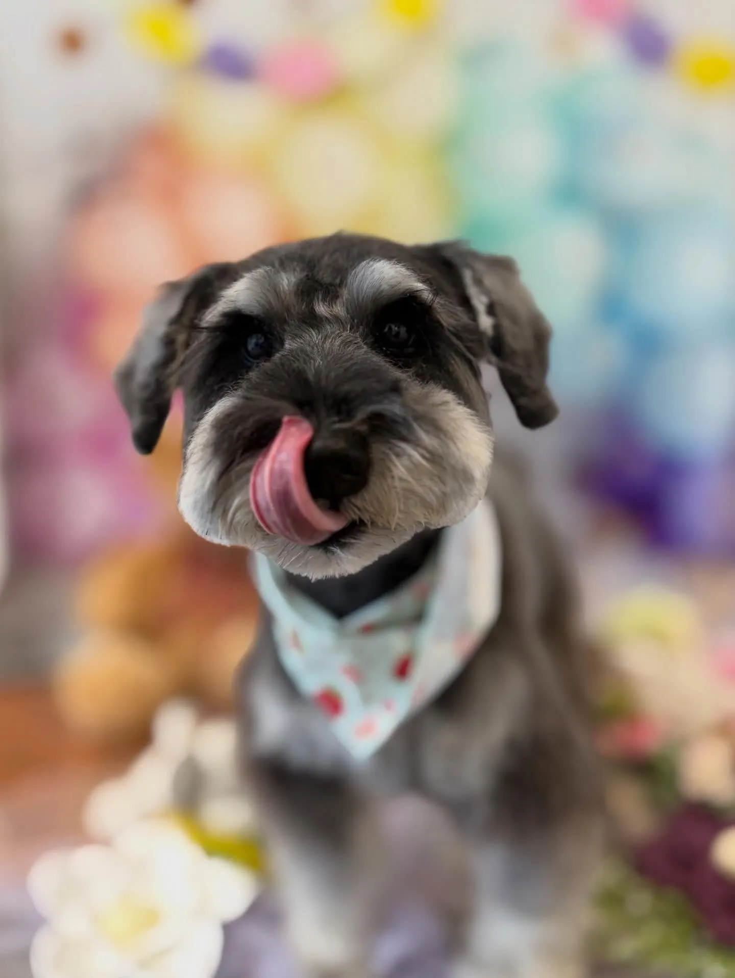 先月アップしきれなかったわんこさんたちです🎶