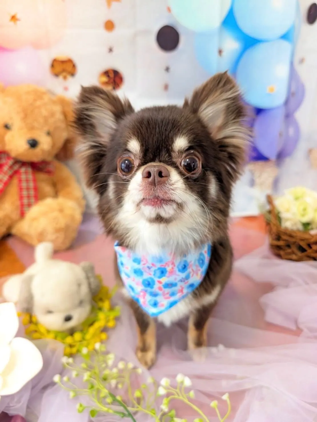 先月アップしきれなかったわんこさんたちです🎶