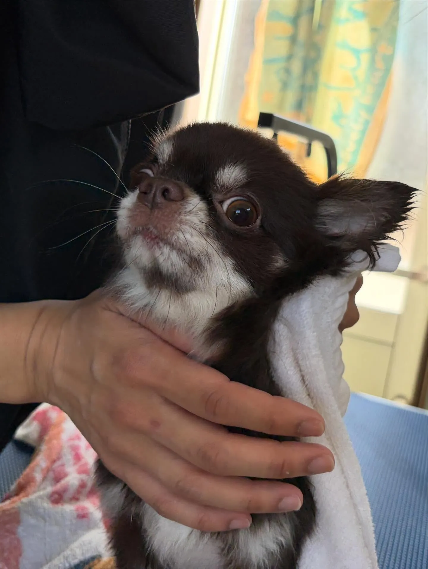 先月アップしきれなかったわんこさんたちです🎶