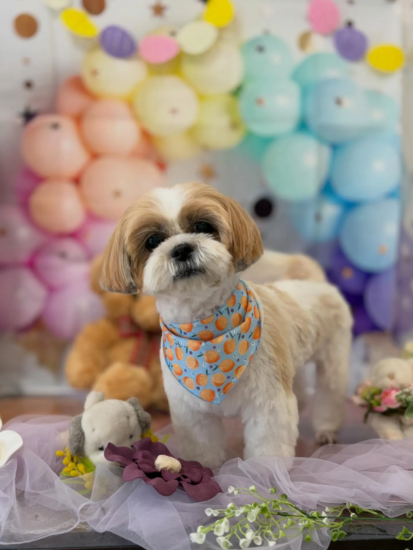 先月アップしきれなかったわんこさんたちです🎶