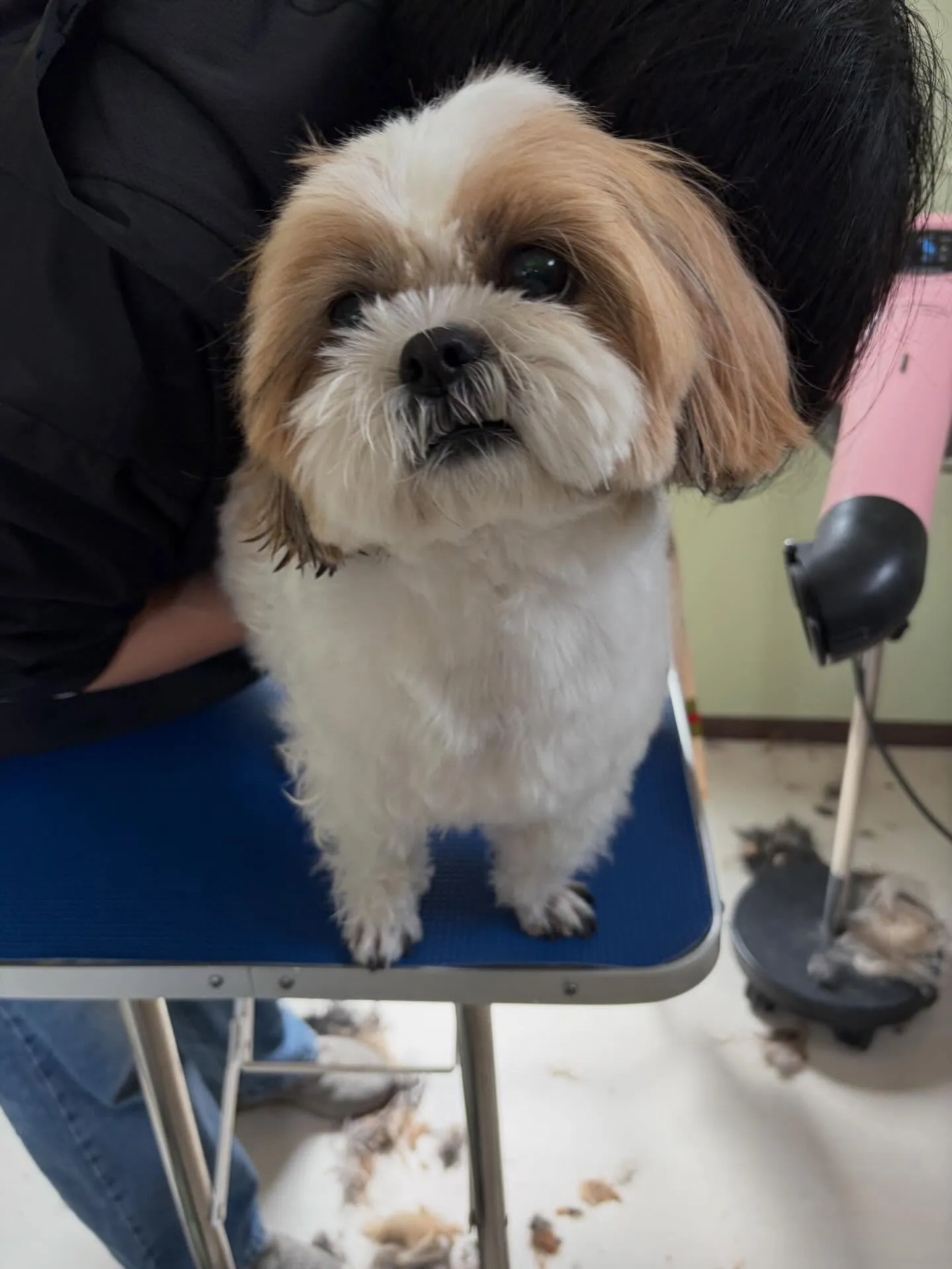 先月アップしきれなかったわんこさんたちです🎶